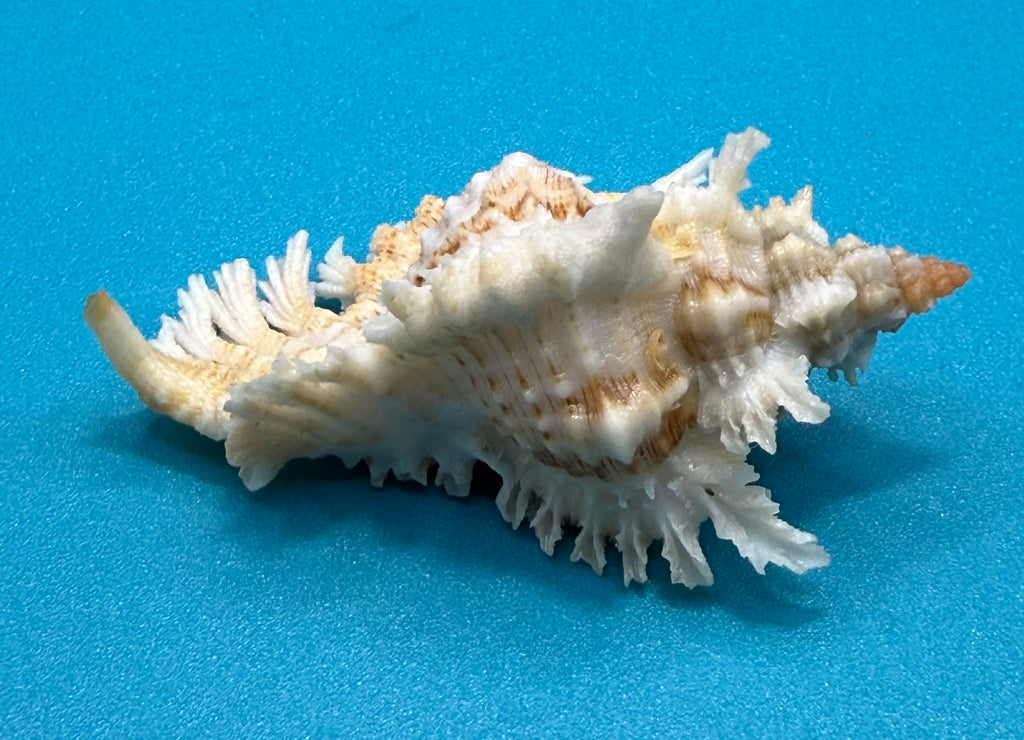 Chicoreus riverai  Petuch & Berschauer ,2026 — 55.2mm Deep-Water Murex • Dry Tortugas • Named After Collector • TSC Provenance