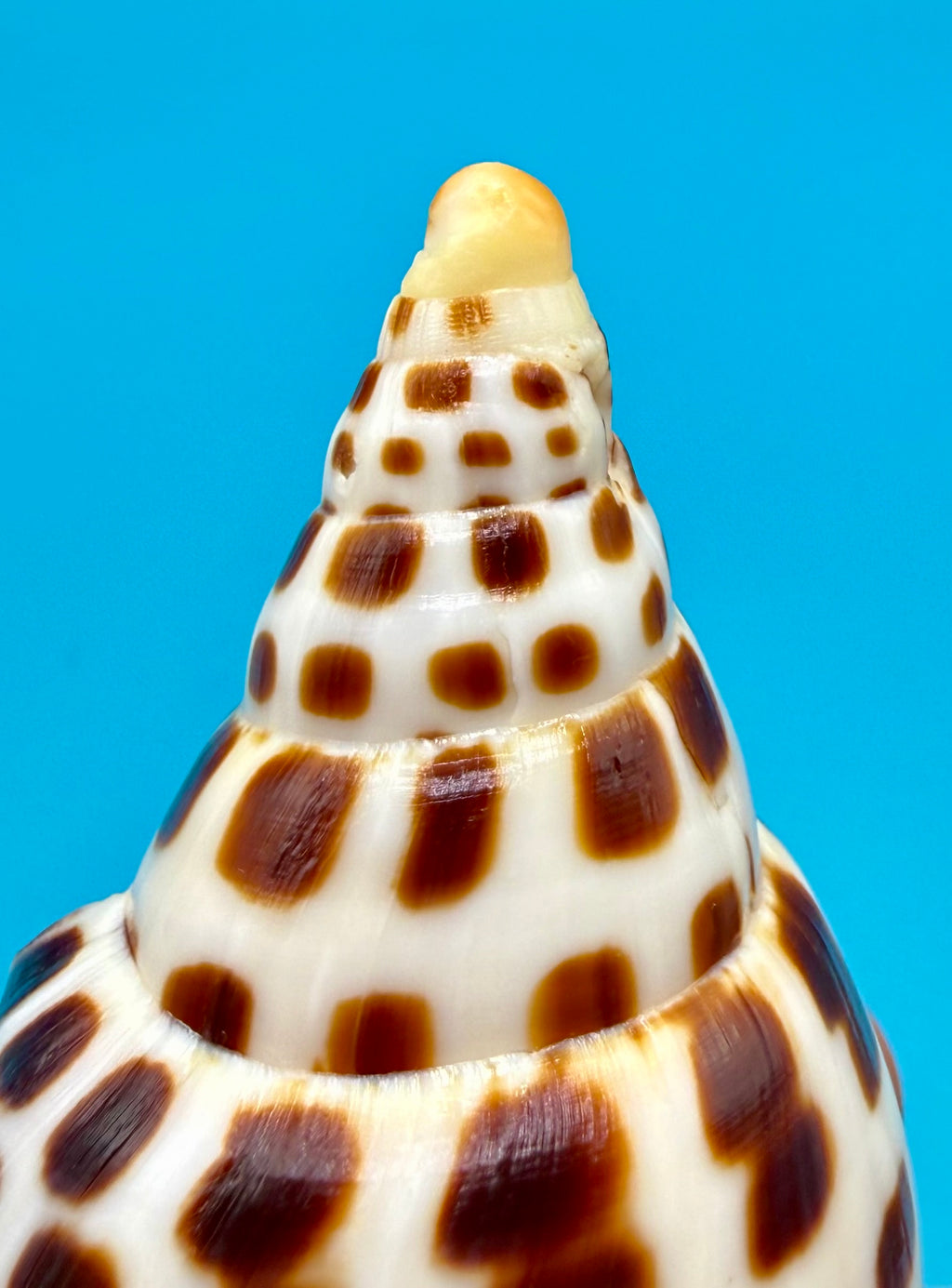 Scaphella mercedesae Petuch & Berschauer, 2026 – 125.6mm | Recently Described Species | Tortugas Shell Collection
