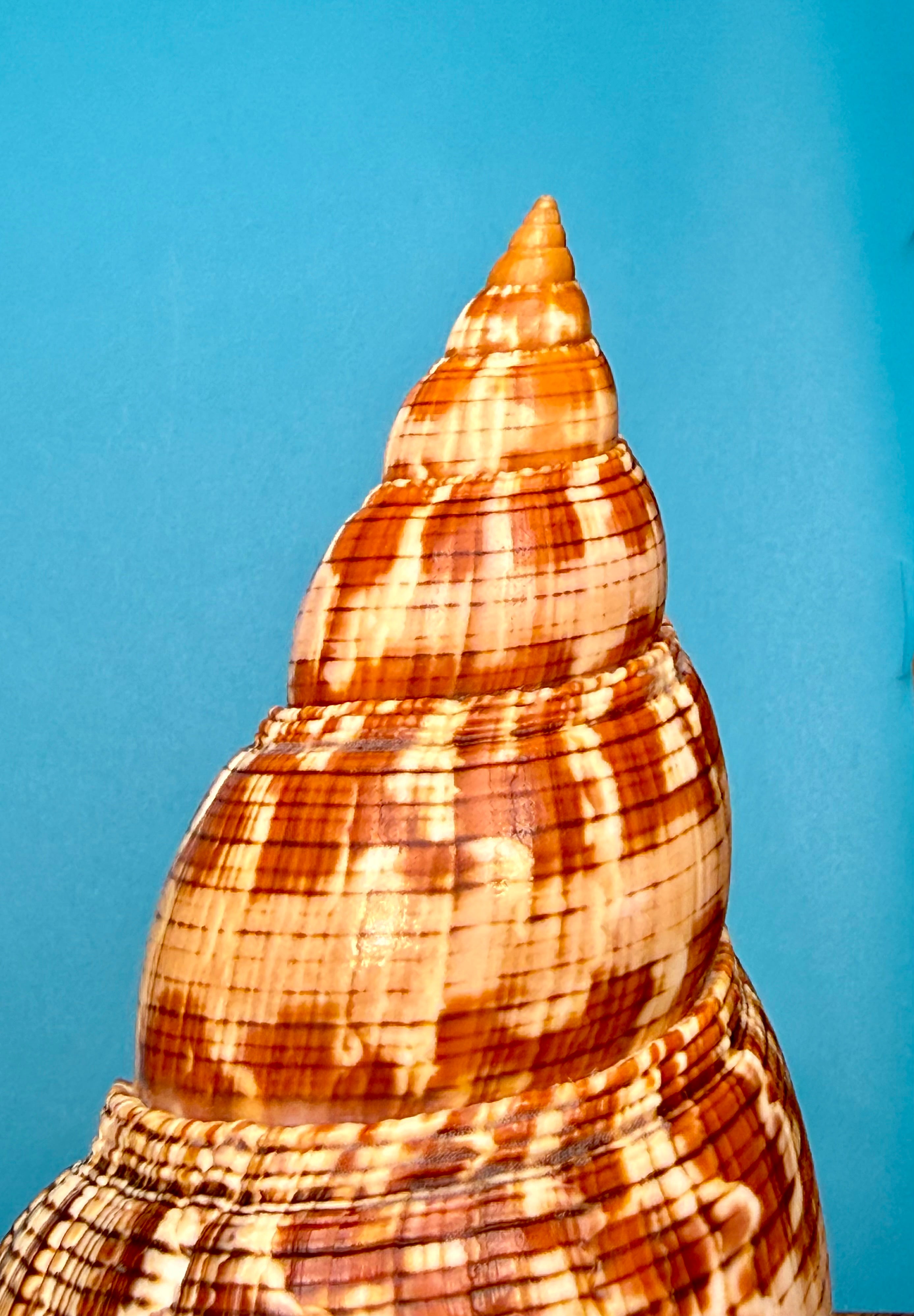 Fasciolaria riverai – Dry Tortugas, FL – 247.6 mm – #0614FAS-TSC