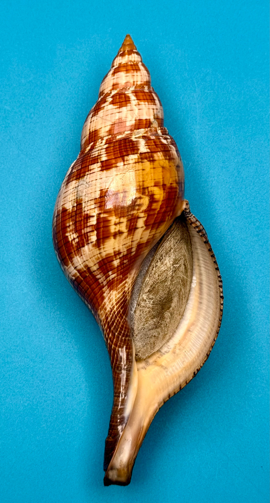 Fasciolaria riverai – Dry Tortugas, FL – 247.6 mm – #0614FAS-TSC