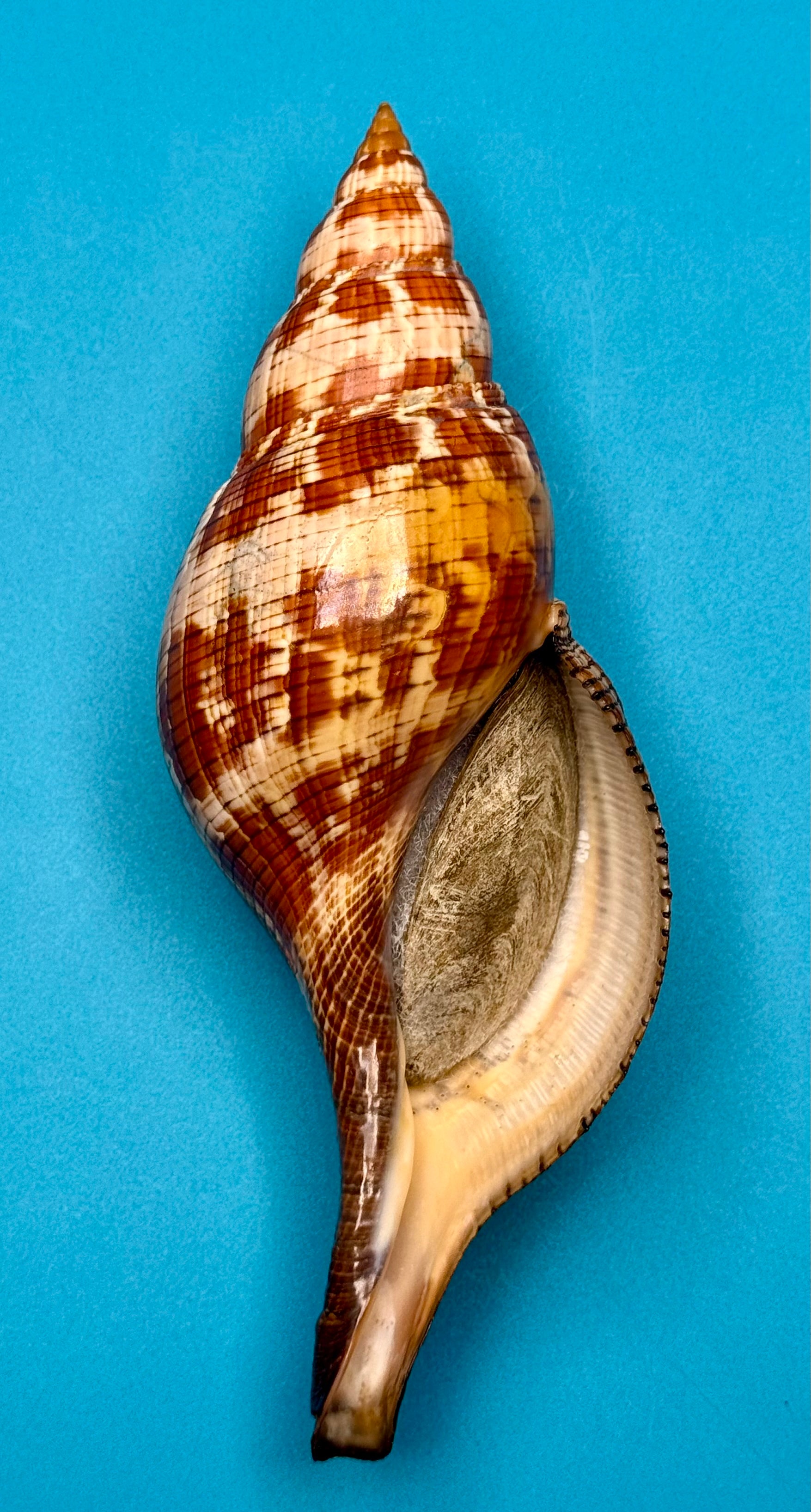 Fasciolaria riverai – Dry Tortugas, FL – 247.6 mm – #0614FAS-TSC