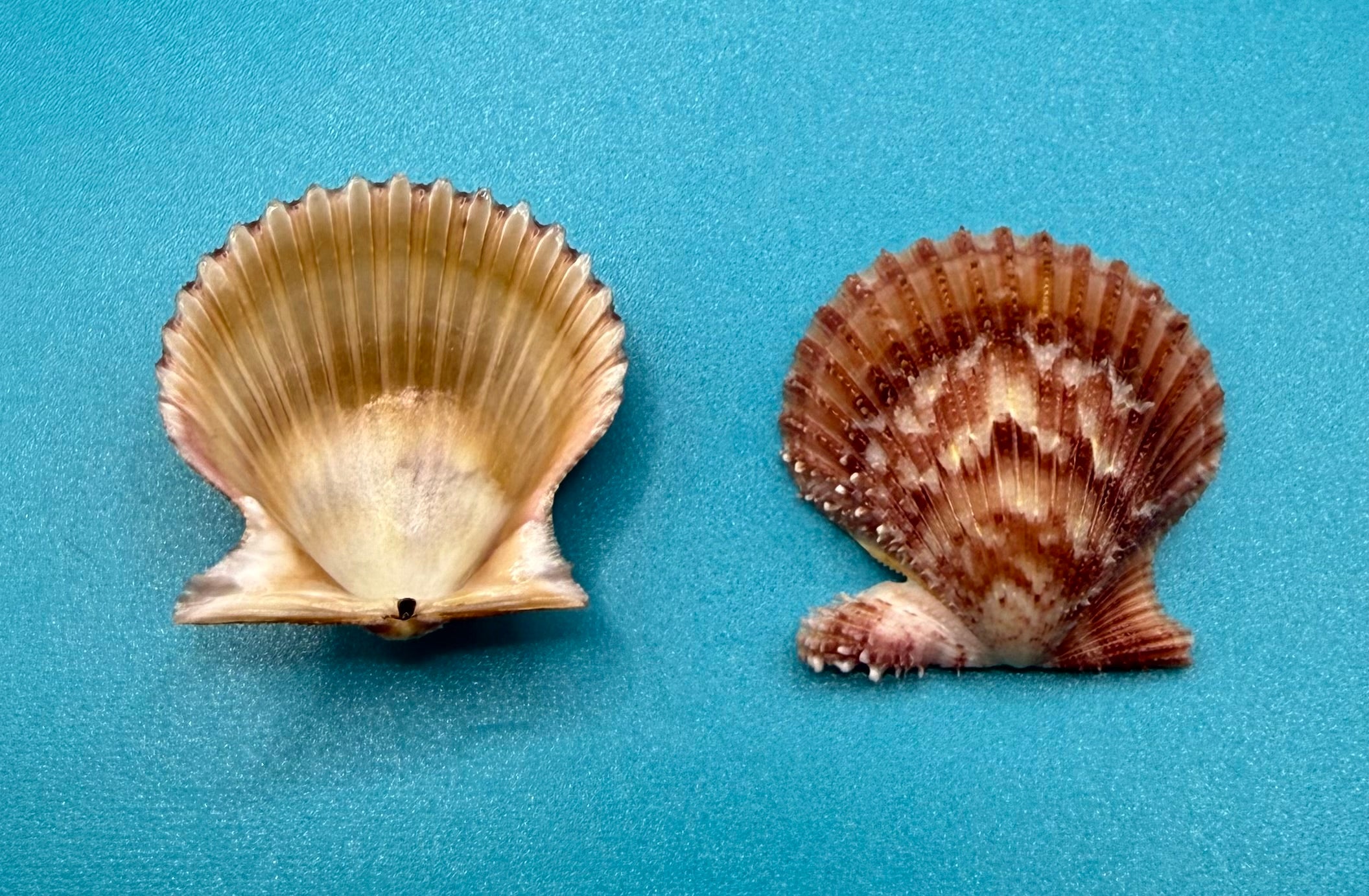 Lindapecten muscosus Pair – 24.6mm – Deep Water Trap Collected – Dry Tortugas – Tortugas Shell Collection