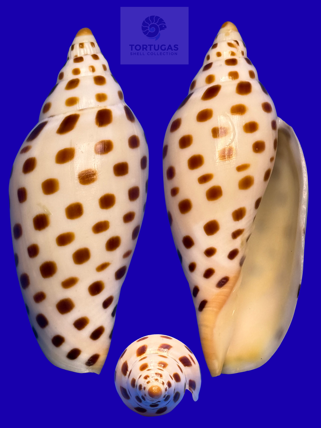 Scaphella elizabethae – Dry Tortugas, FL – 93.0 mm – #0722VOL-TSC