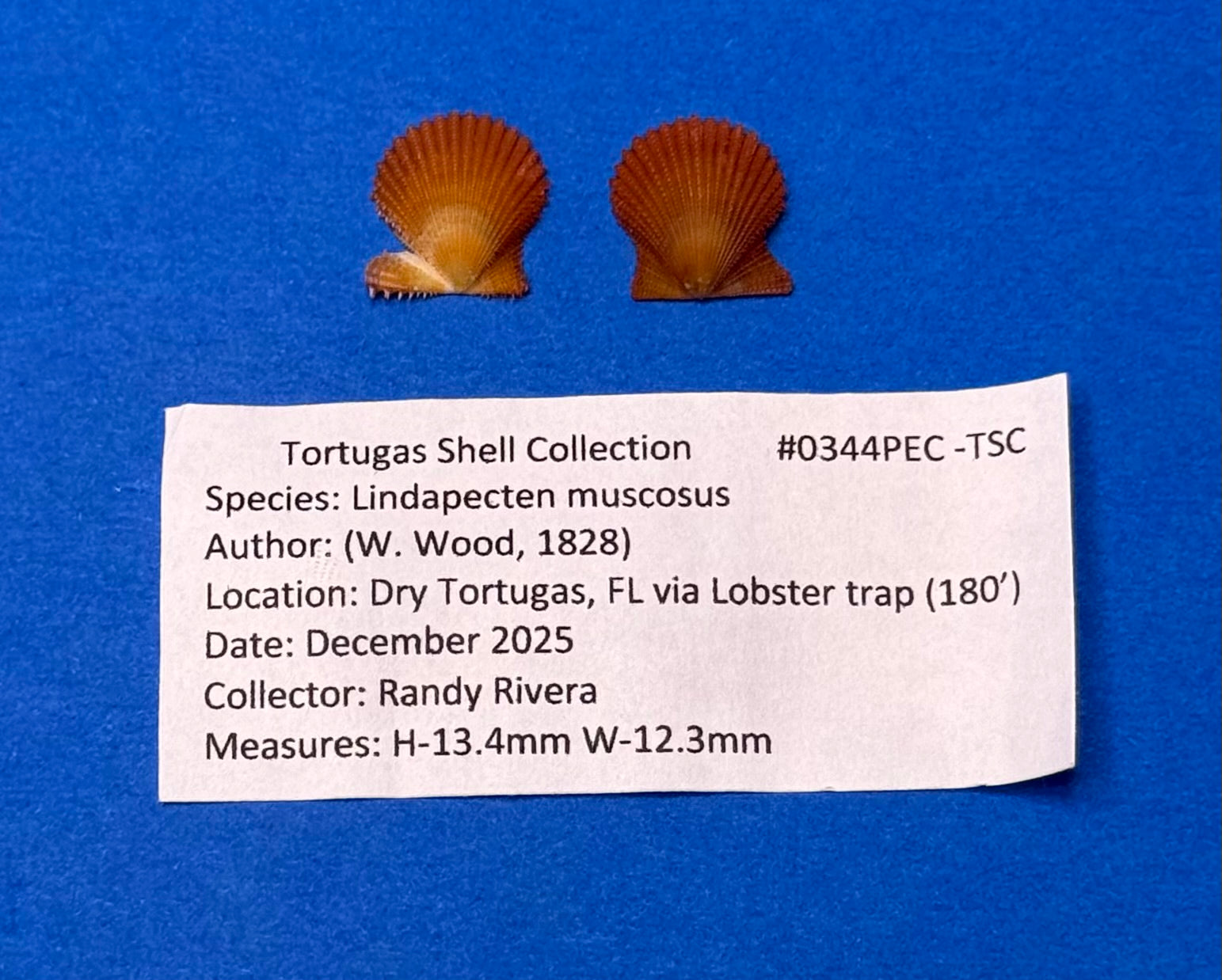 Lindapecten muscosus – Orange Form Matched Pair – Dry Tortugas – 13.4mm