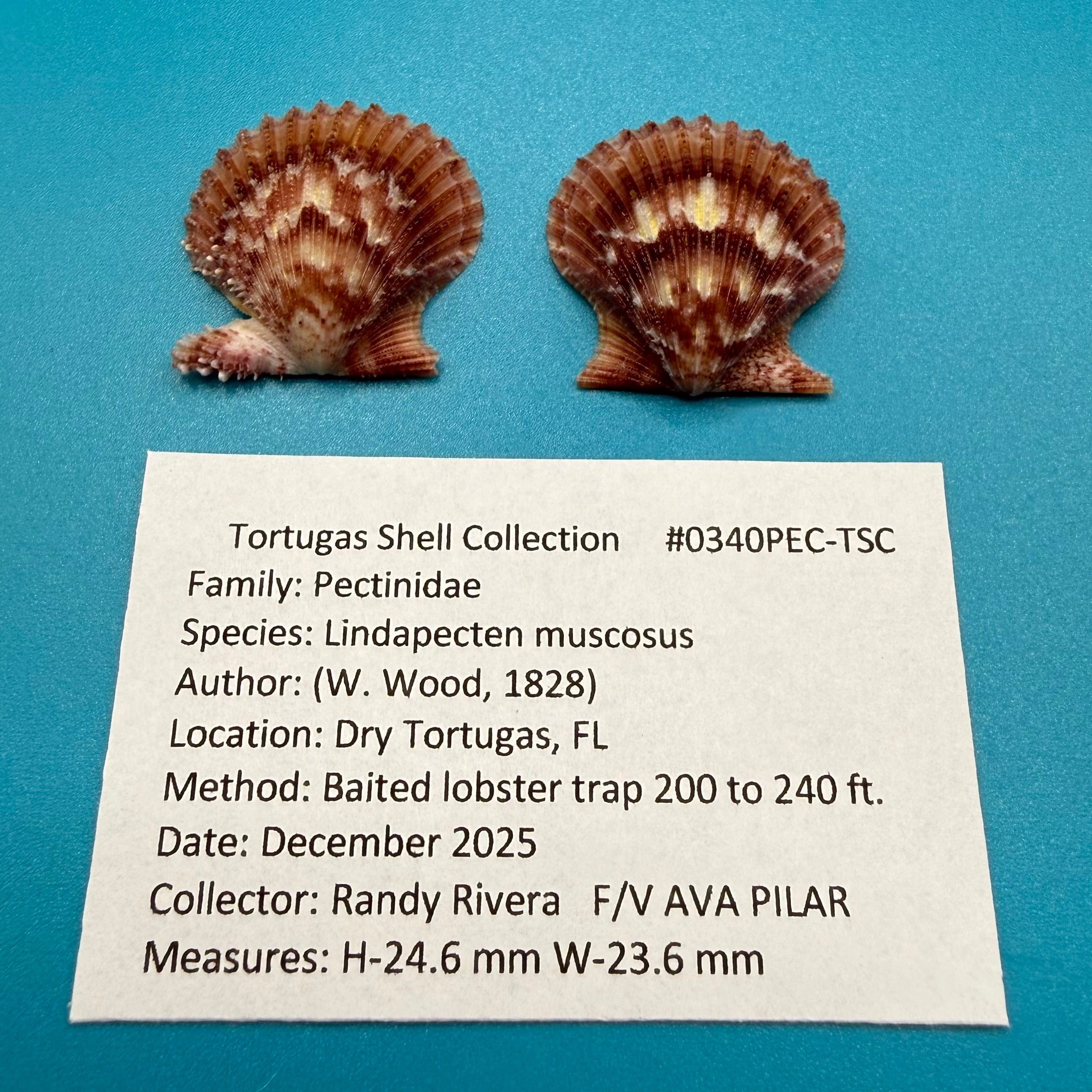 Lindapecten muscosus Pair – 24.6mm – Deep Water Trap Collected – Dry Tortugas – Tortugas Shell Collection