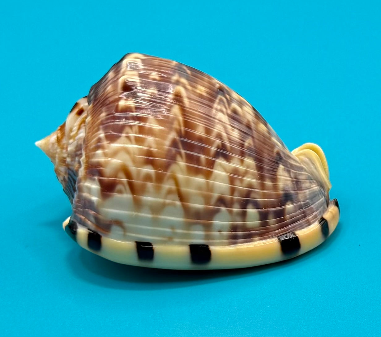 Cassis flammea 60.6mm – Dry Tortugas – Rivera Coll.