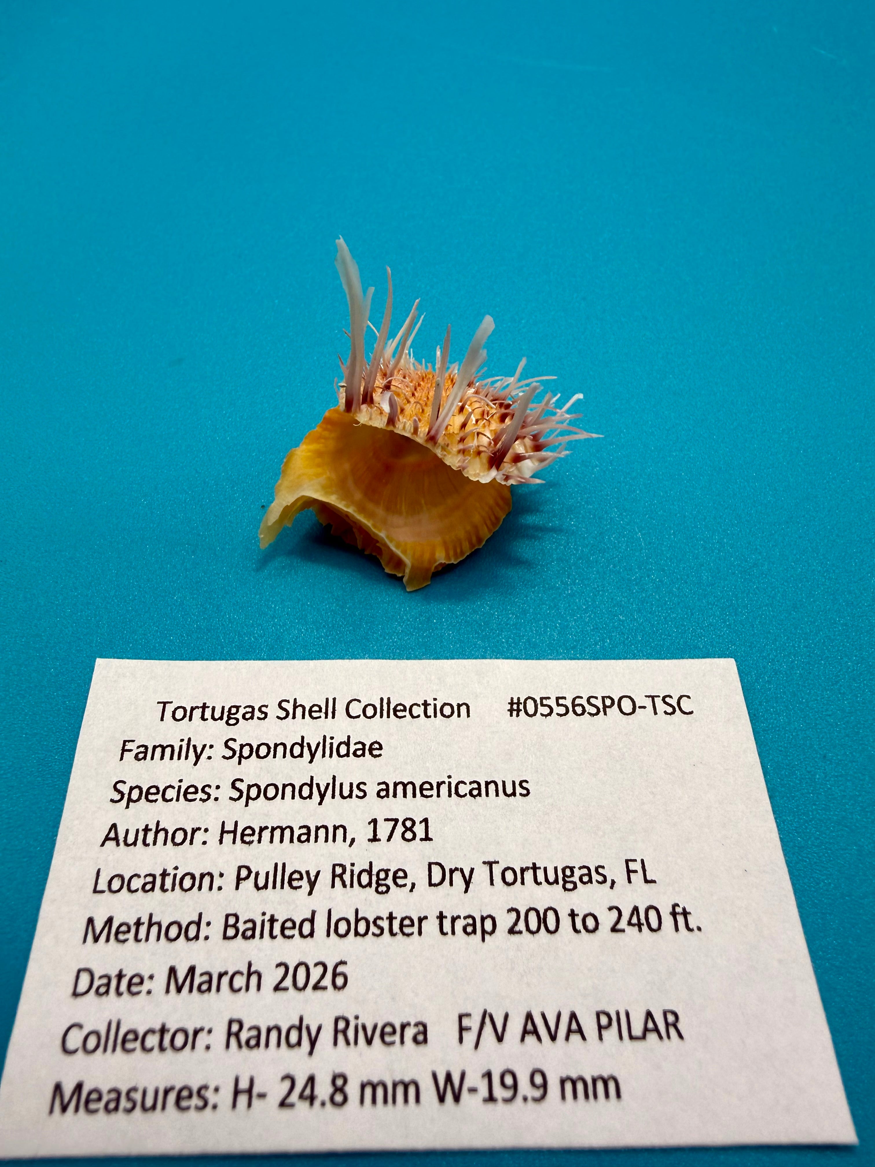 Spondylus americanus – Pulley Ridge – Juvenile – 24.8 mm