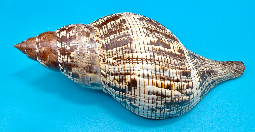Fasciolaria tulipa (Linnaeus, 1758) – 196.8mm | Dry Tortugas Deep Water | Tortugas Shell Collection