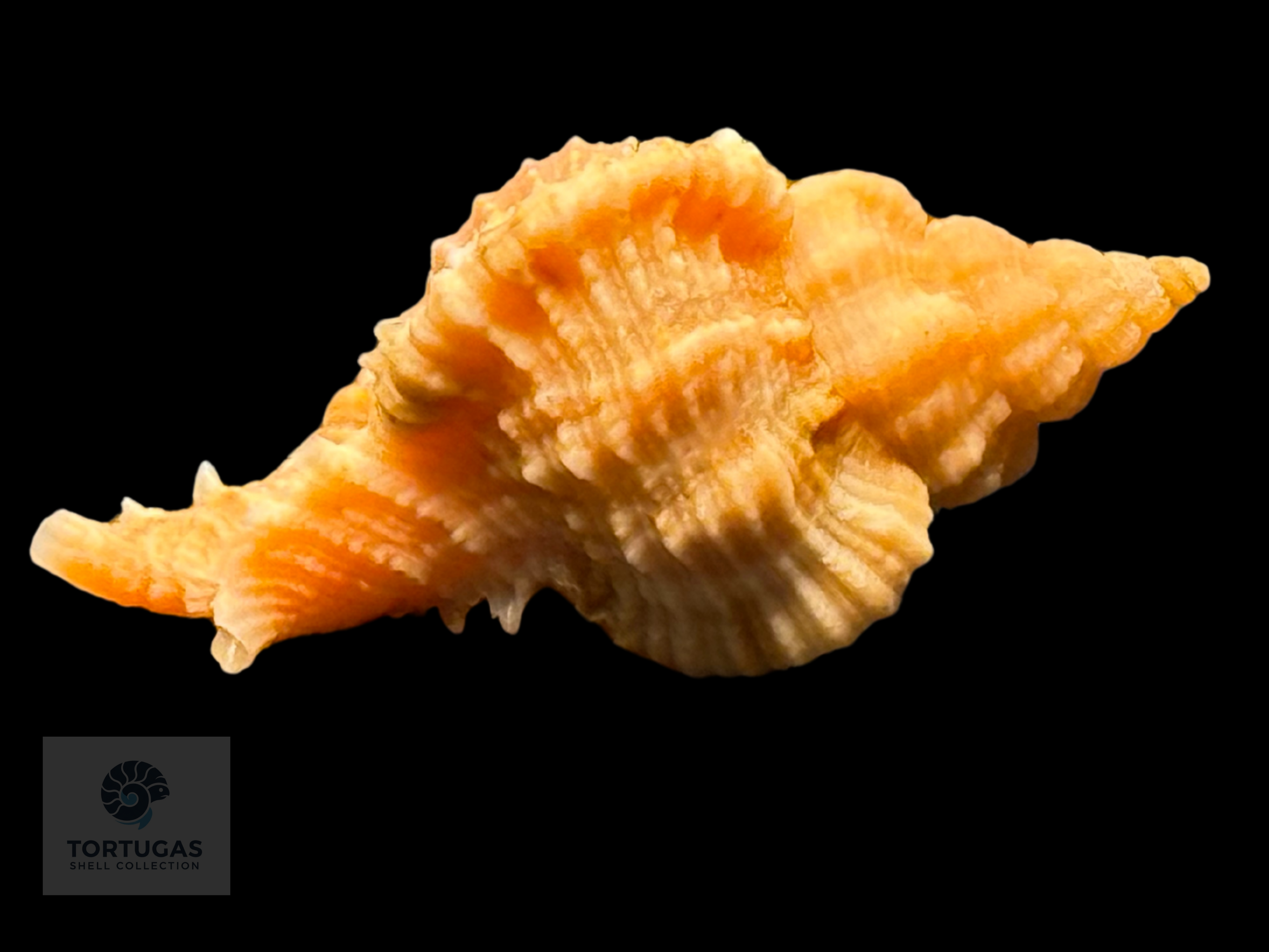 Phyllonotus whymani Petuch & Sargent, 2011 30.1mm w/o TSC