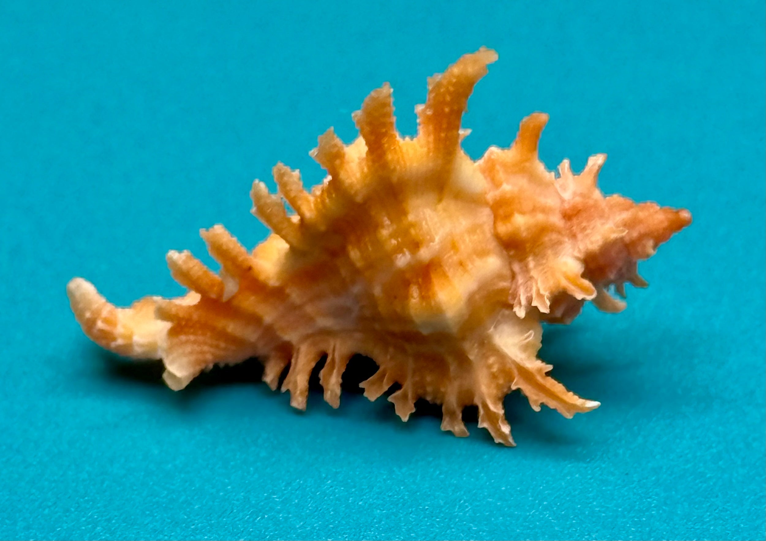 Chicoreus rachelcarsonae – Pulley Ridge – 32.4mm – Rare Orange Form – F+++ w/o