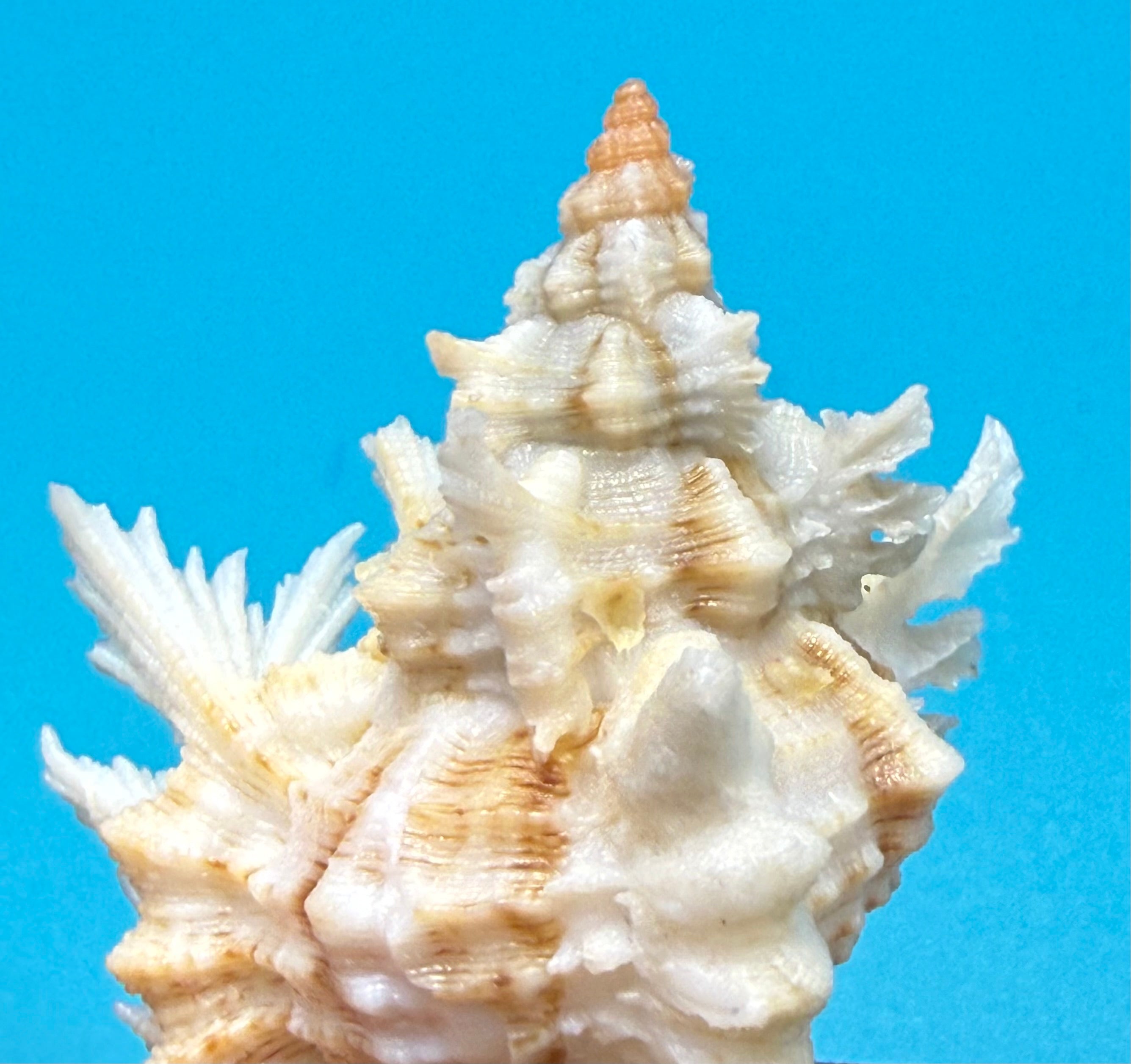 Chicoreus riverai  Petuch & Berschauer ,2026 — 55.2mm Deep-Water Murex • Dry Tortugas • Named After Collector • TSC Provenance