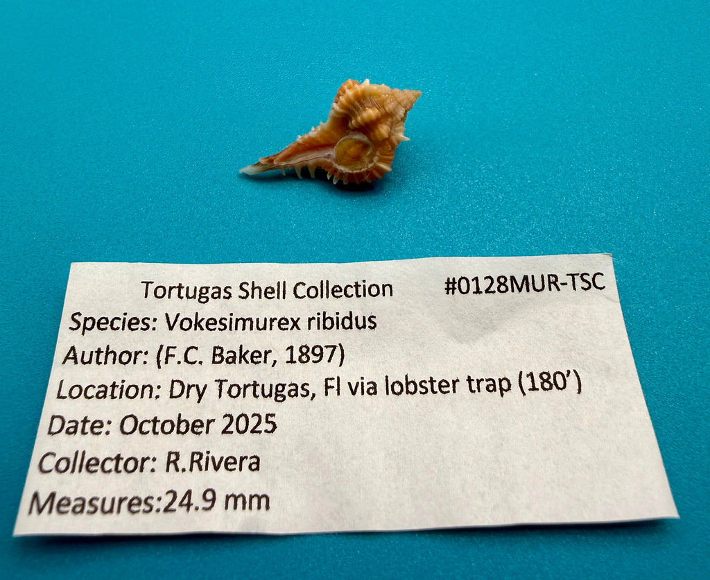 Vokesimurex ribidus – Dry Tortugas – 24.9mm