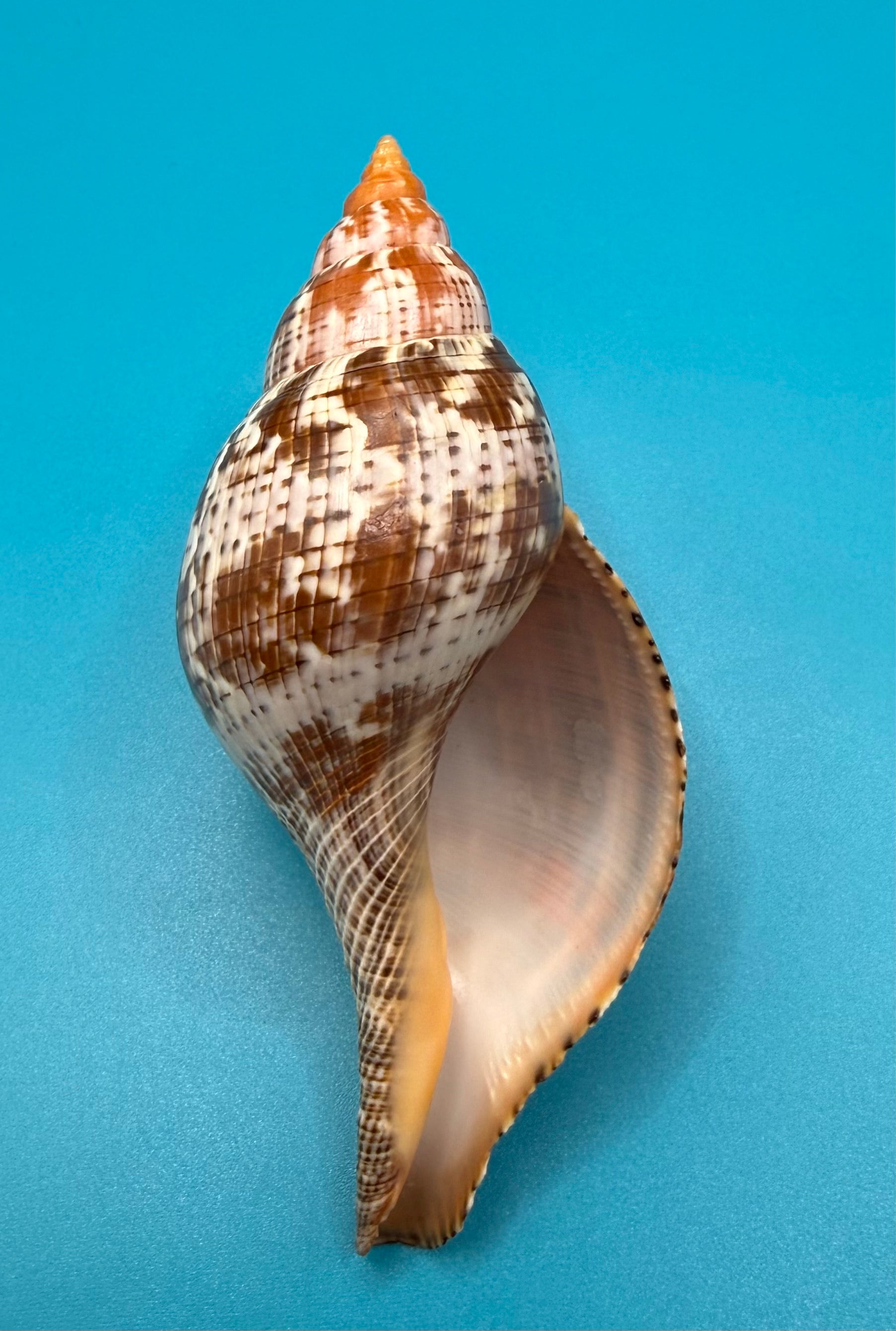 Fasciolaria bittneri 119mm – Recently Described 2023 – Dry Tortugas – Rivera Coll.