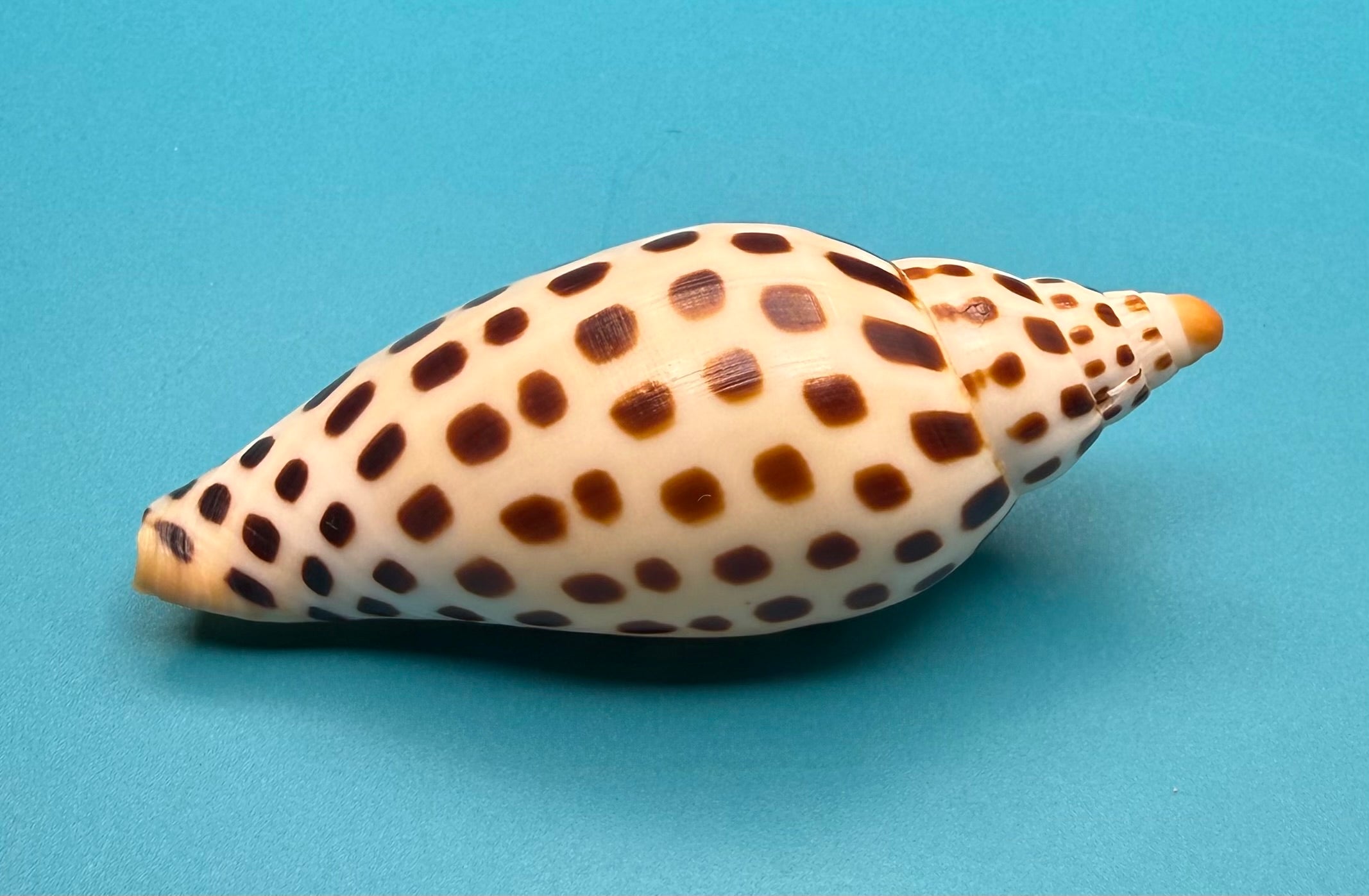Scaphella mercedesae – Dry Tortugas Volute – 95.2 mm – Recently Described
