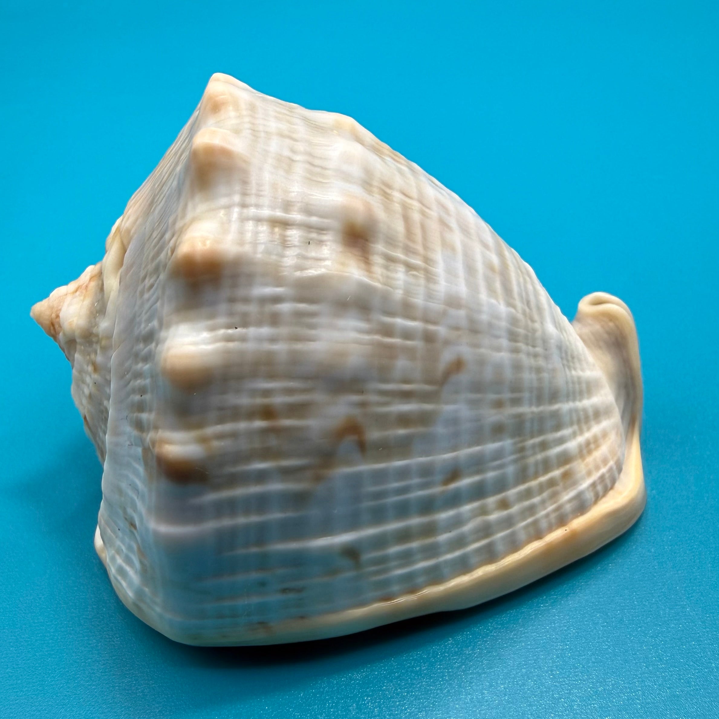 Cassis spinella 76.0mm – Dry Tortugas – Rivera Coll.