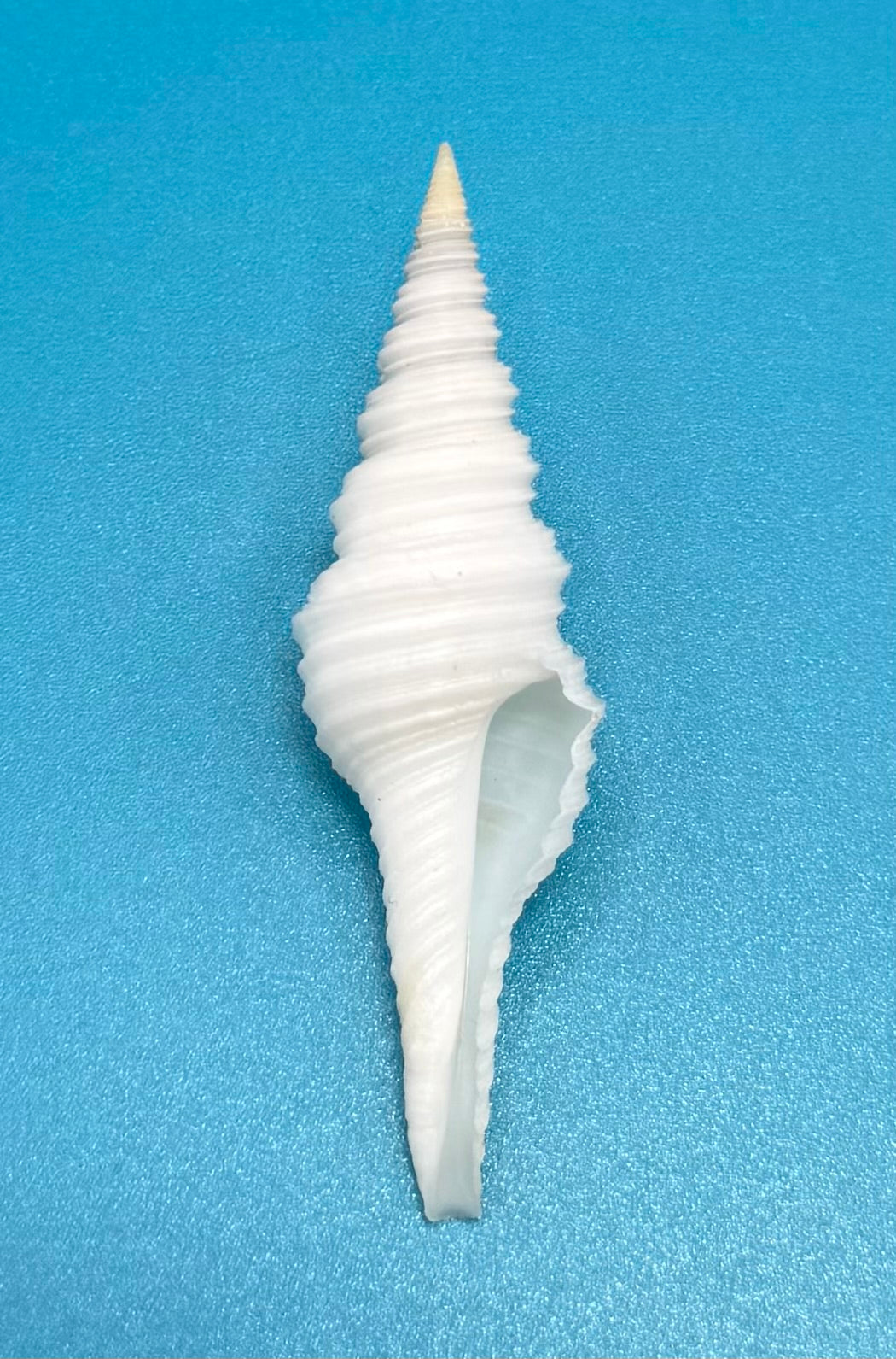 Polystira albida 59.5mm – Dry Tortugas Turrid – Rivera Coll.