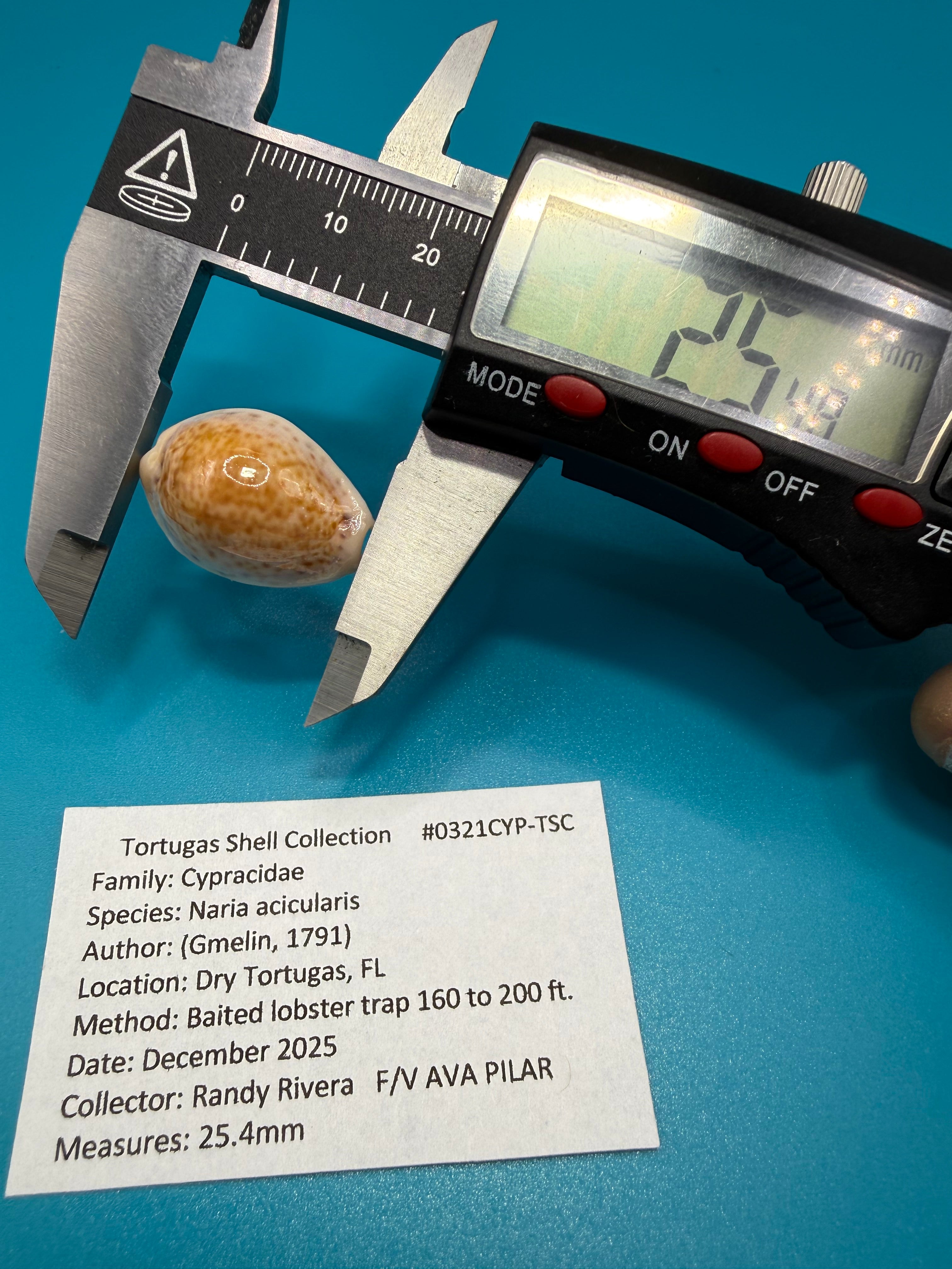 Naria acicularis 25.4mm – Dry Tortugas – Rivera Coll.