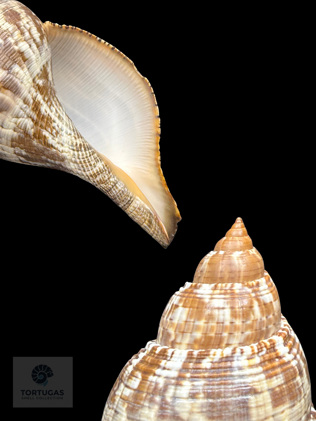 Fasciolaria tulipa f. scheepmakeri Kobelt, 1875 – TSC #0819FAS-TSC