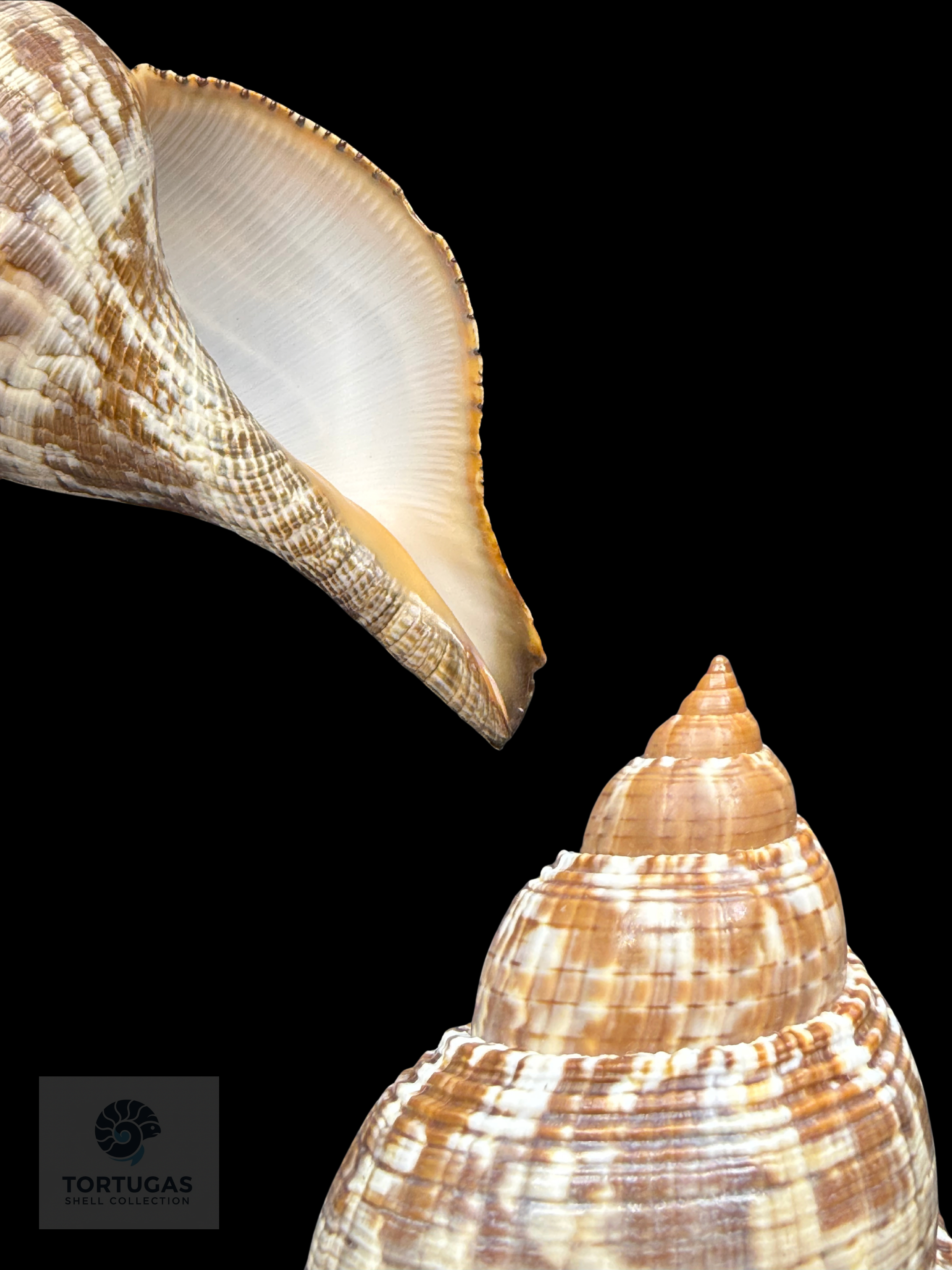 Fasciolaria tulipa f. scheepmakeri Kobelt, 1875 – TSC #0819FAS-TSC
