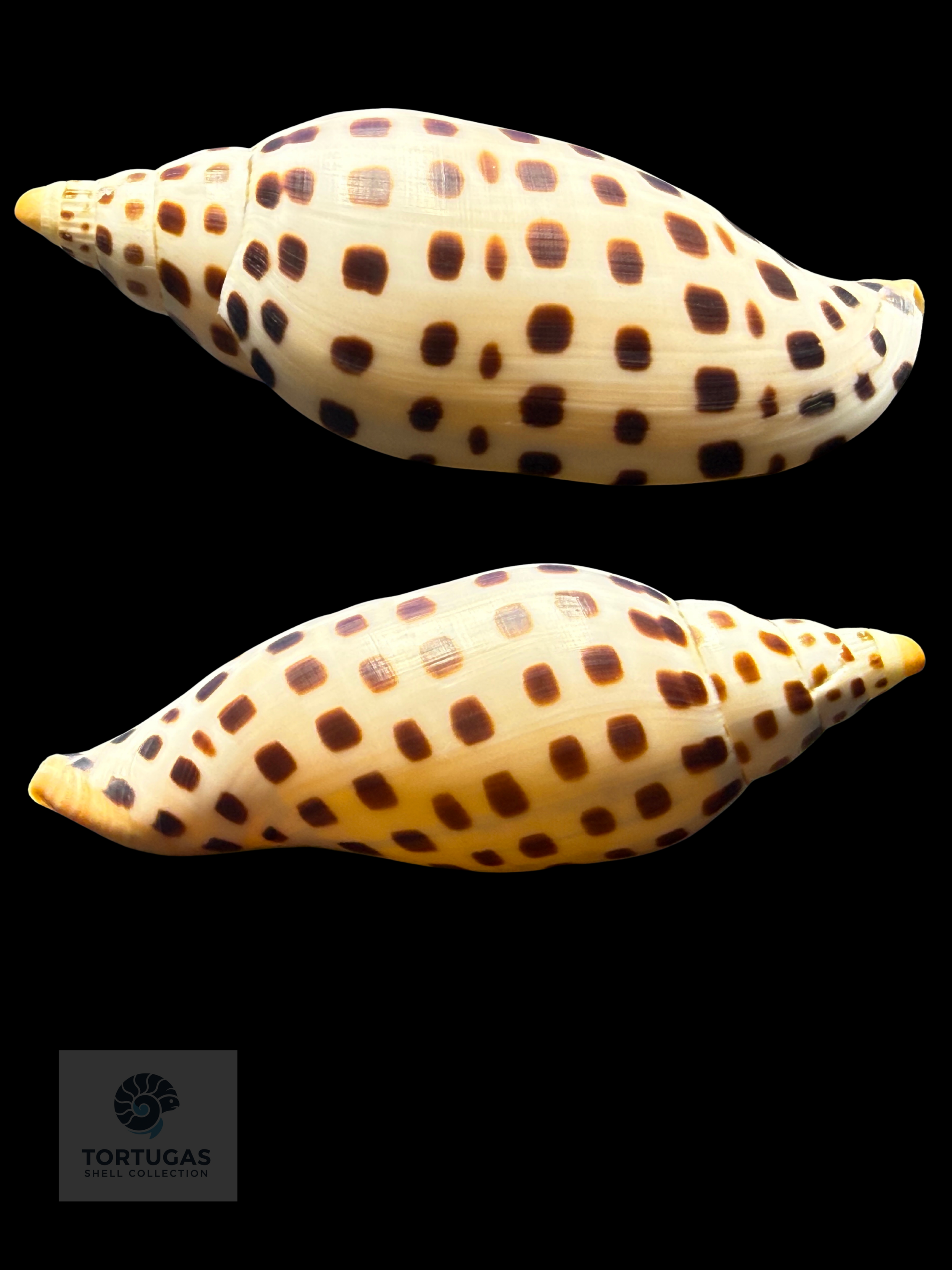 Scaphella elizabethae Petuch & Sargent, 2011 – 115.3mm (4.54”) – TSC #0250VOL-TSC