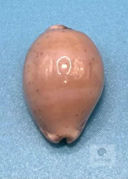 Luria cineria 25.5mm – Dry Tortugas – Rivera Coll.