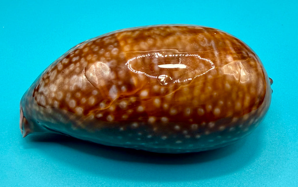 Macrocypraea cervus (Linnaeus, 1771) — 130mm | Dry Tortugas, FL | Tortugas Shell Collection