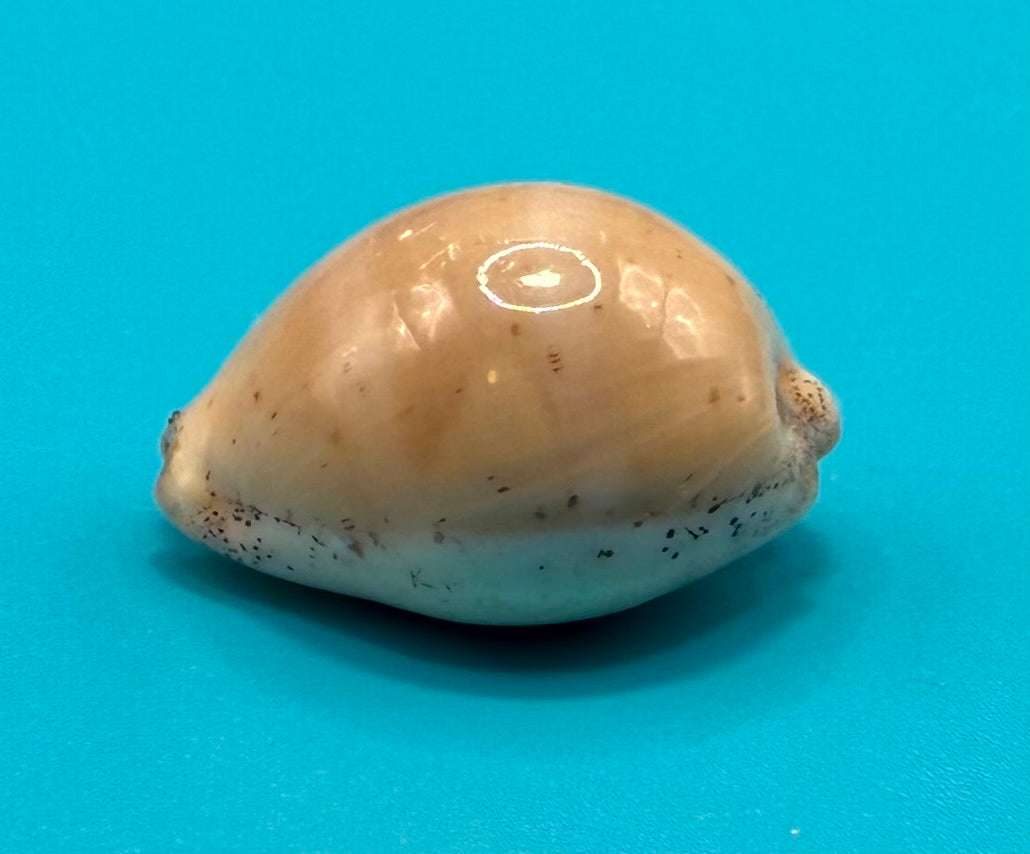 Luria cineria 25.5mm – Dry Tortugas – Rivera Coll.