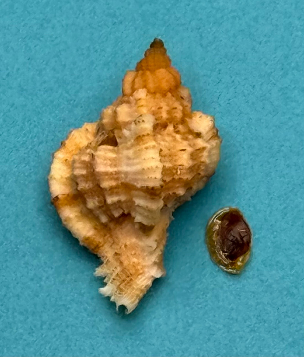 Phyllonotus whymani – Pulley Ridge Form – Dry Tortugas – 30.4 mm