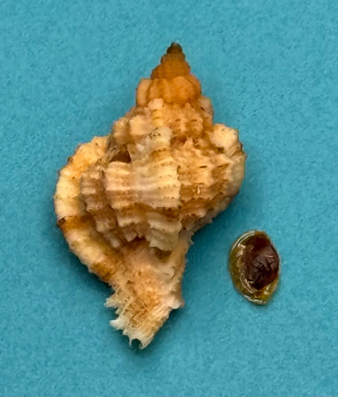 Phyllonotus whymani – Pulley Ridge Form – Dry Tortugas – 30.4 mm