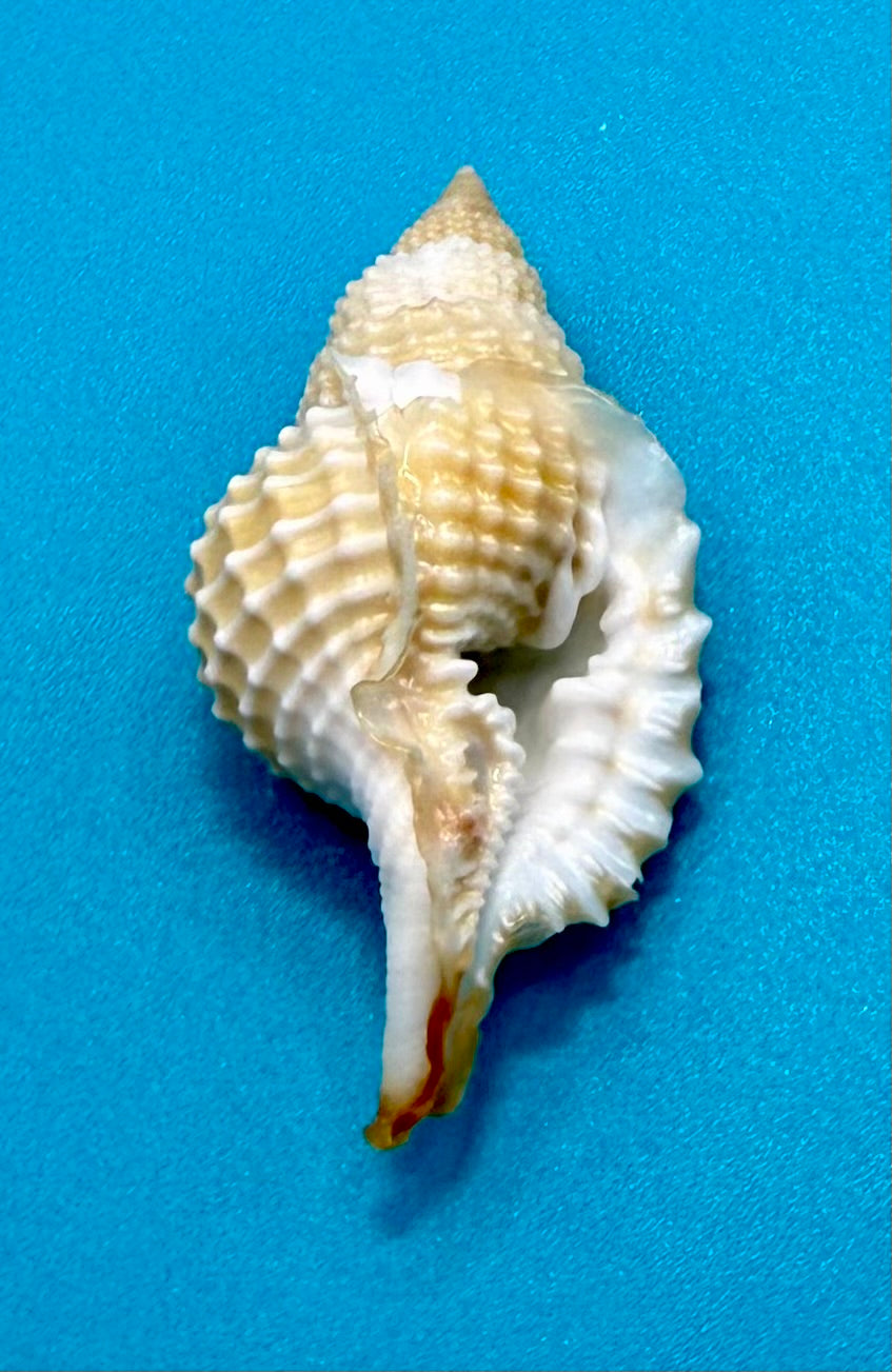 Distorsio clathrata (Lamarck, 1816) – 56.6mm | Tortugas Shell Collection