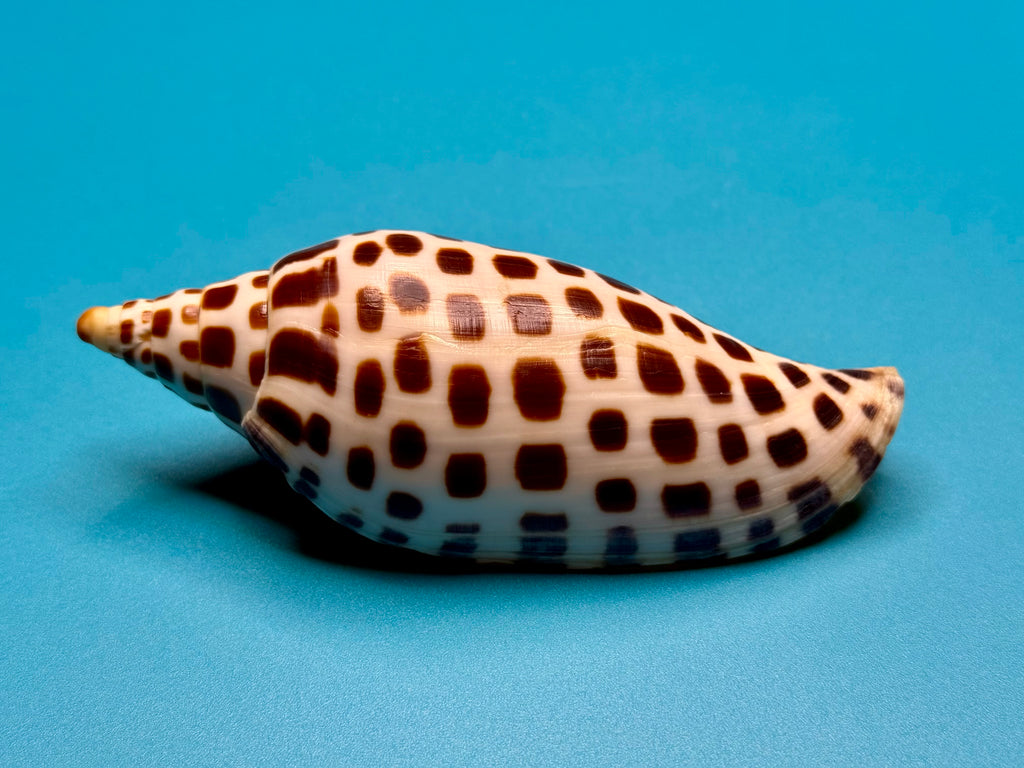 Scaphella junonia – Pulley Ridge, FL – 122.0 mm – #0643VOL-TSC