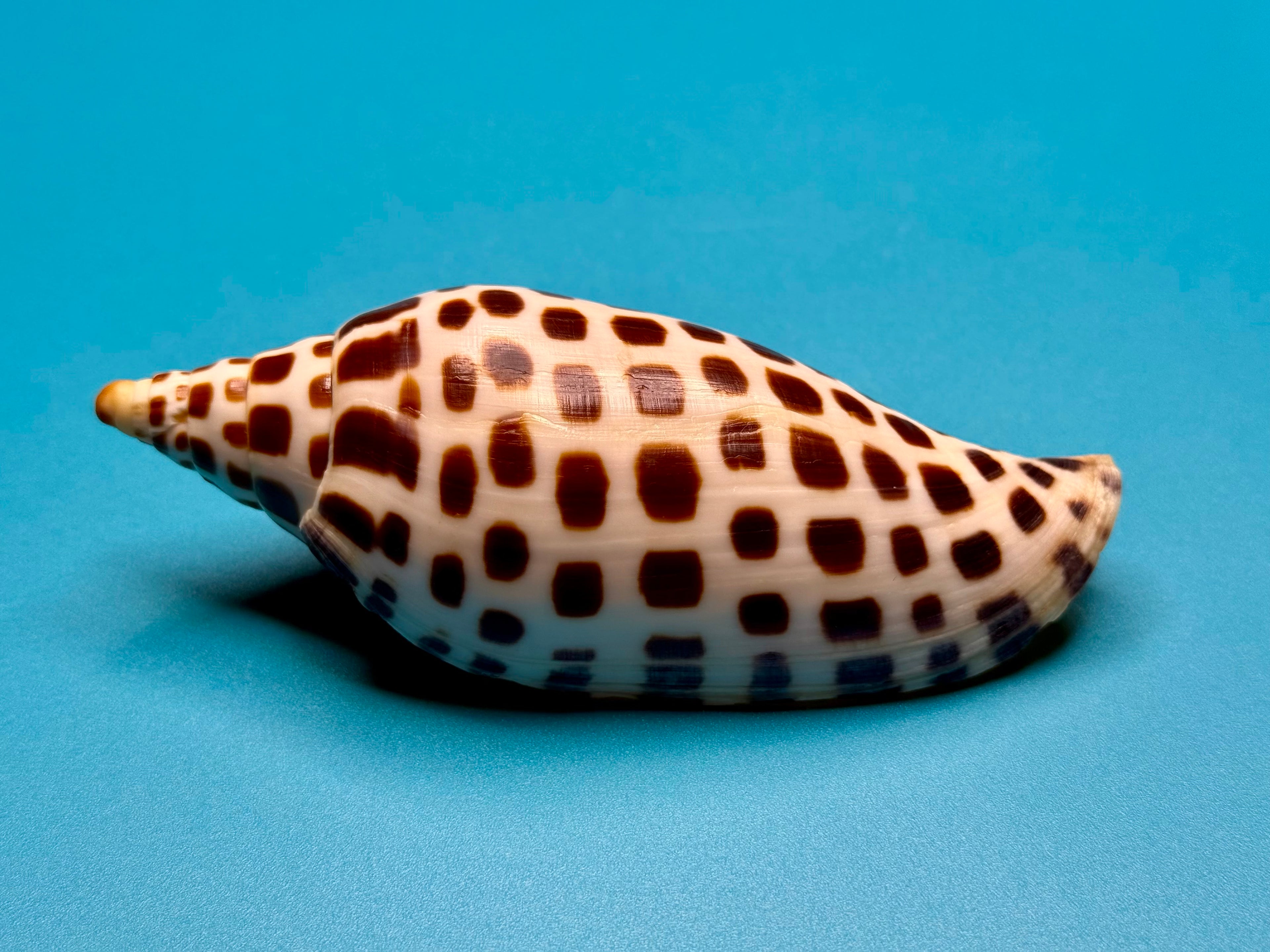 Scaphella junonia – Pulley Ridge, FL – 122.0 mm – #0643VOL-TSC
