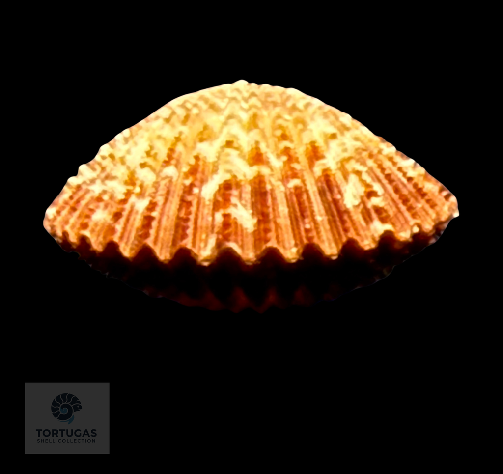 Lindapecten muscosus (W. Wood, 1828) – Matched Pair – 25.2 mm x 23.1 mm – TSC #0217PEC-TSC