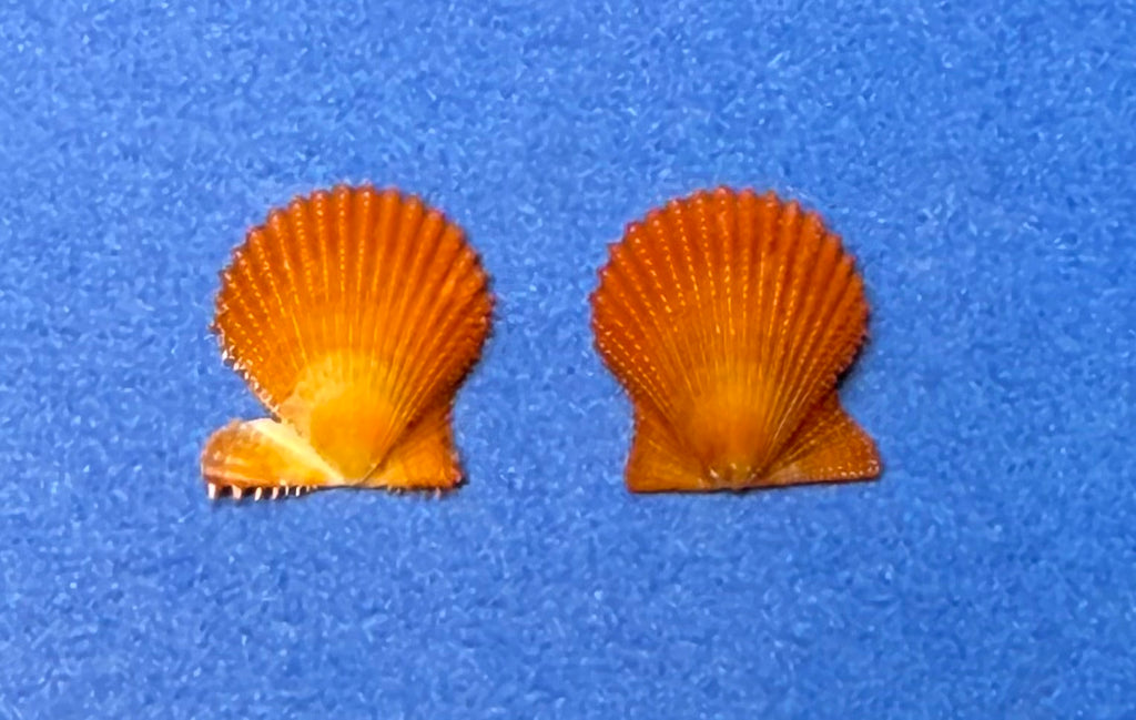 Lindapecten muscosus – Orange Form Matched Pair – Dry Tortugas – 13.4mm