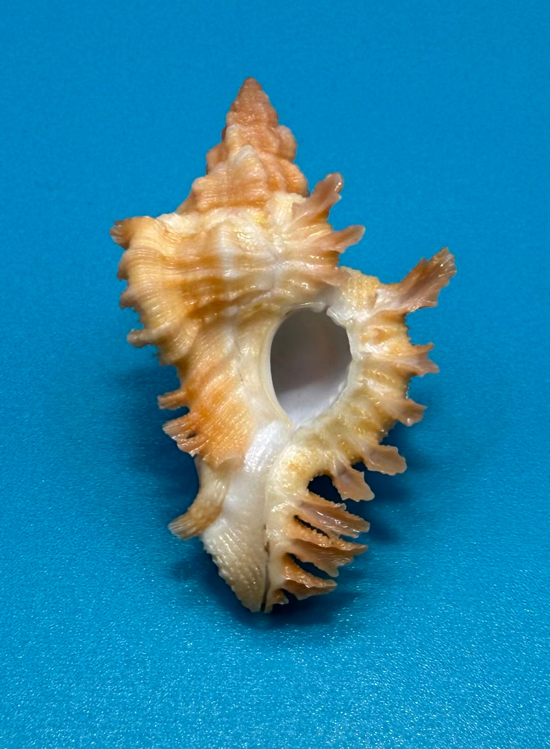 Chicoreus rachelcarsonae 39.2mm – Pulley Ridge – TSC