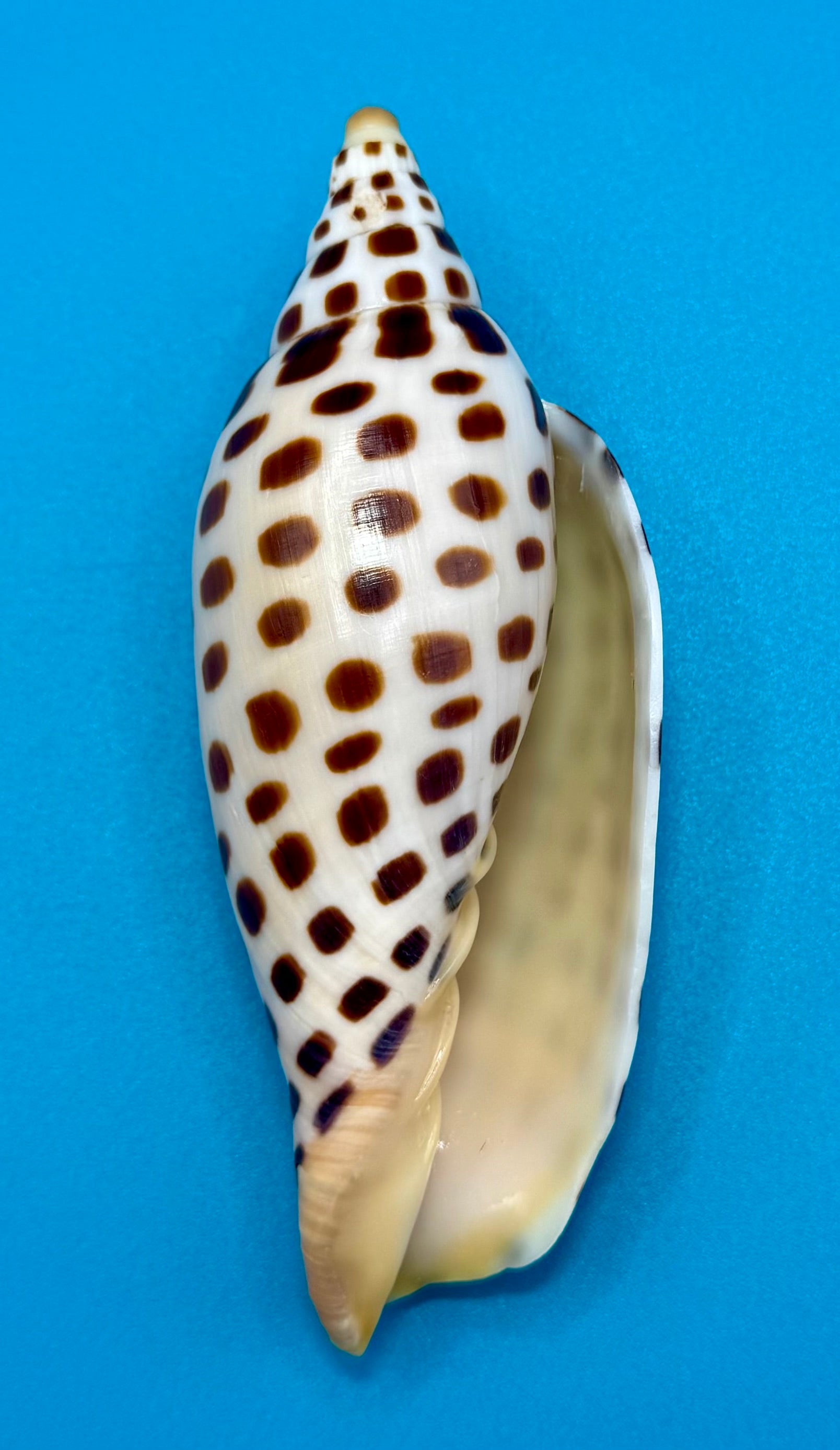 Scaphella mercedesae Petuch & Berschauer, 2026 – 125.6mm | Recently Described Species | Tortugas Shell Collection