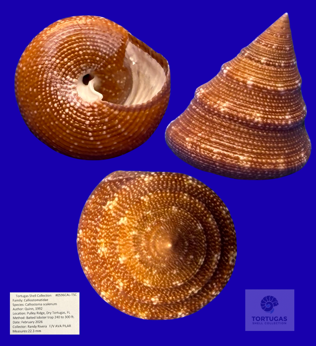 Calliostoma scalenum 22.3mm #0596CAL-TSC