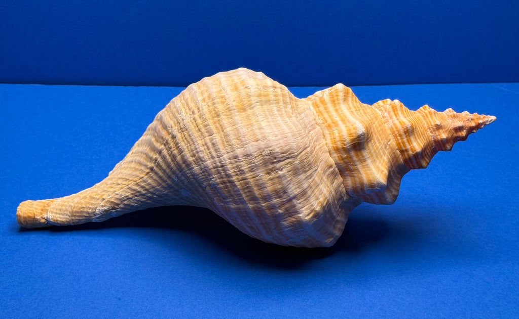 Triplofusus giganteus – Giant Horse Conch – Key West, FL – 419.1 mm – 0646FAS-TSC