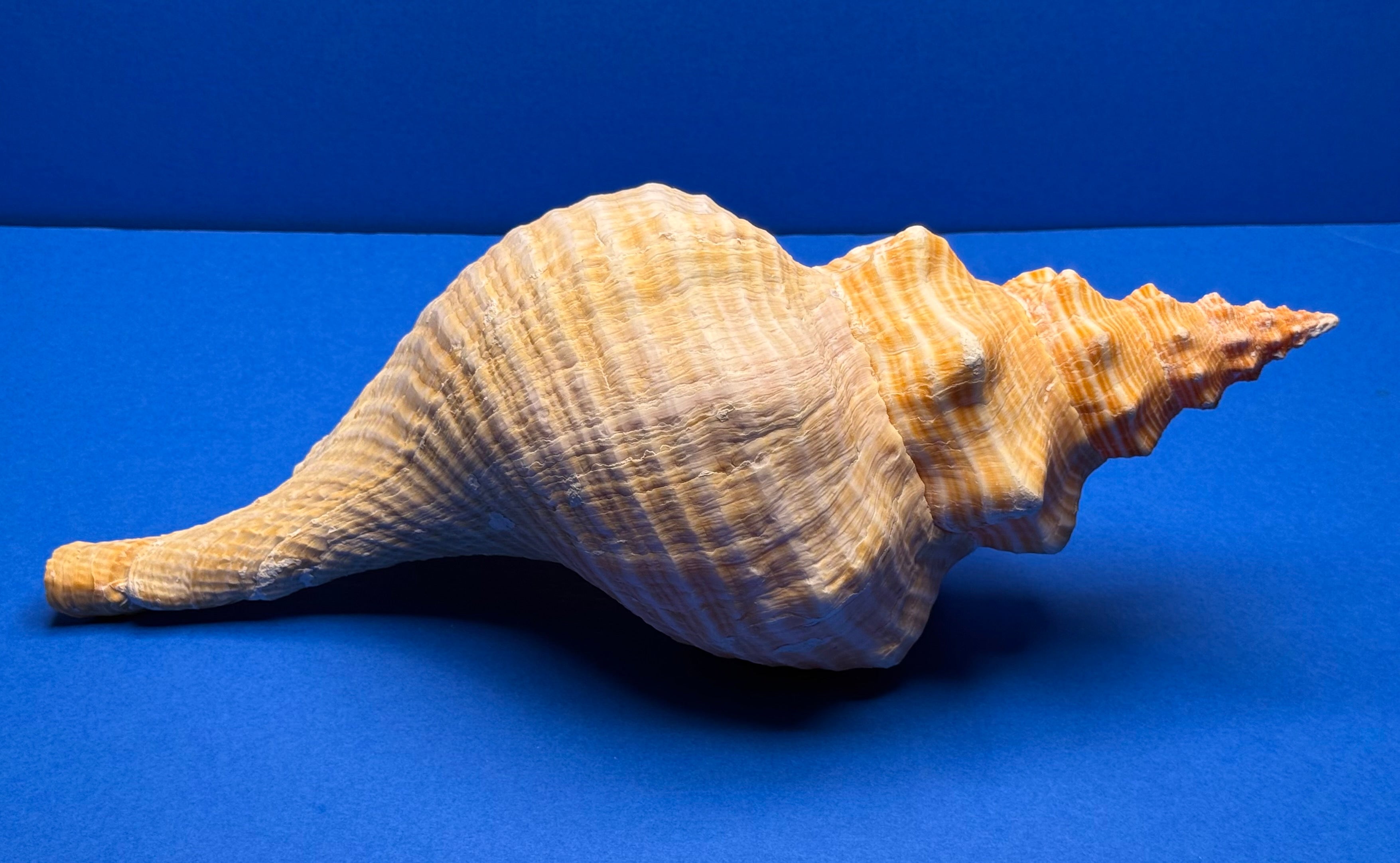 Triplofusus giganteus – Giant Horse Conch – Key West, FL – 419.1 mm – 0646FAS-TSC