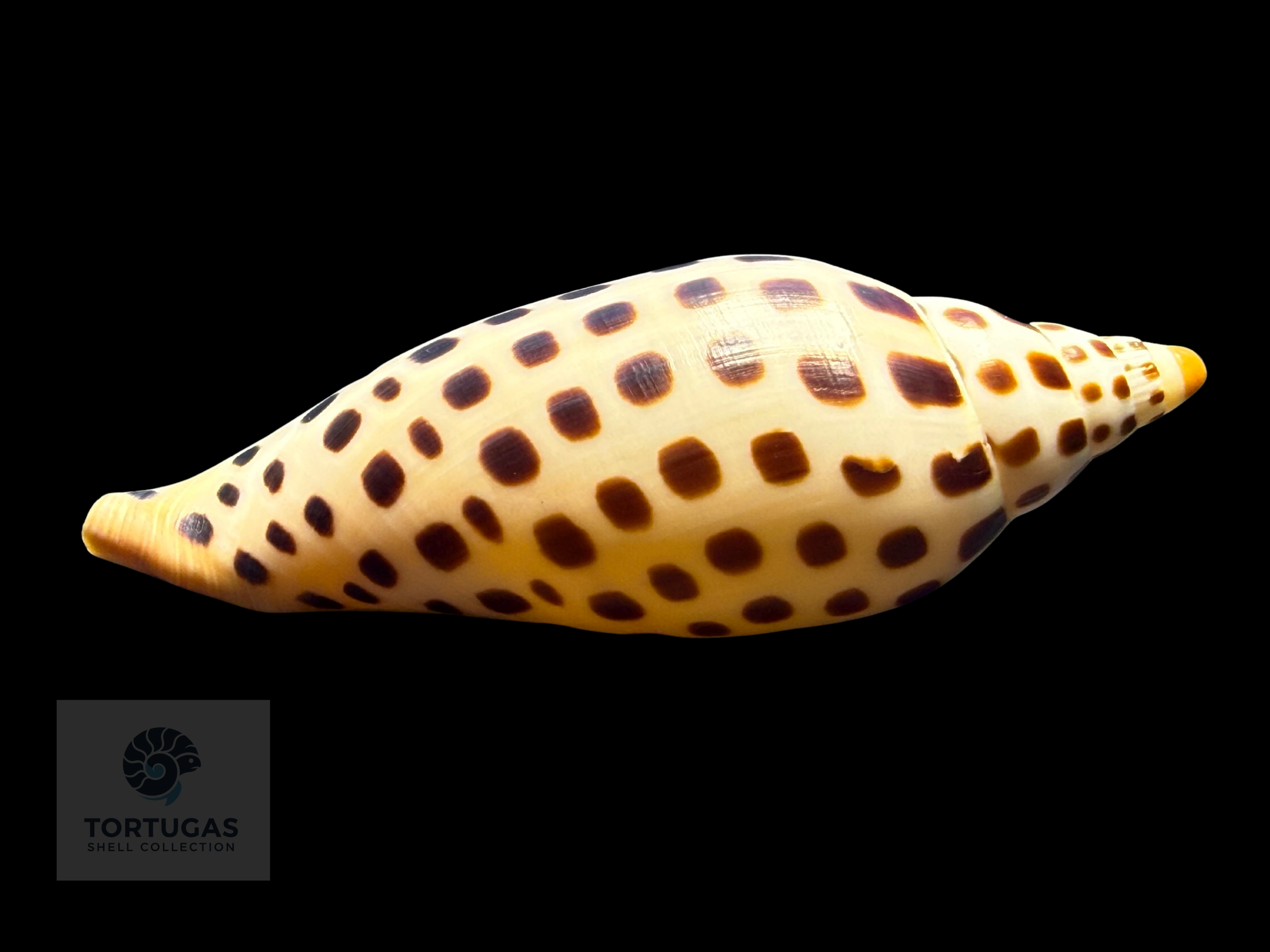 Scaphella mercedesae – 108.7 mm – TSC #0512VOL-TSC