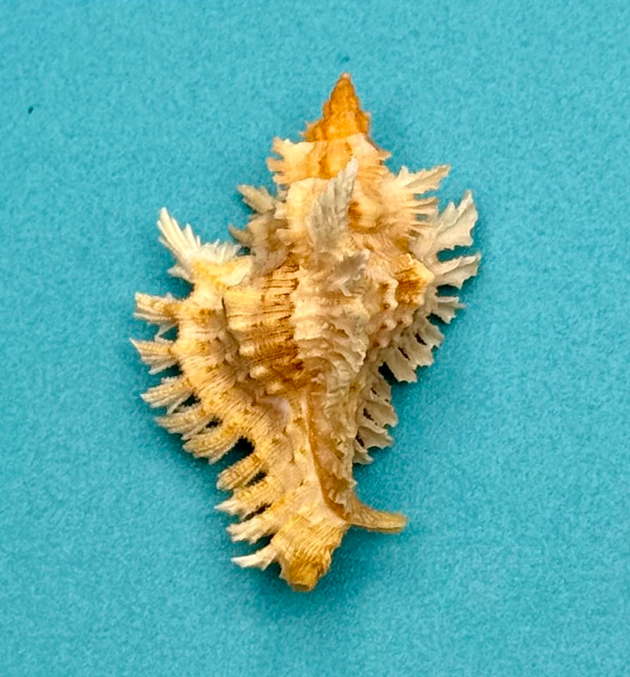 Chicoreus riverai – Dry Tortugas – 44.7mm – F+++ w/o