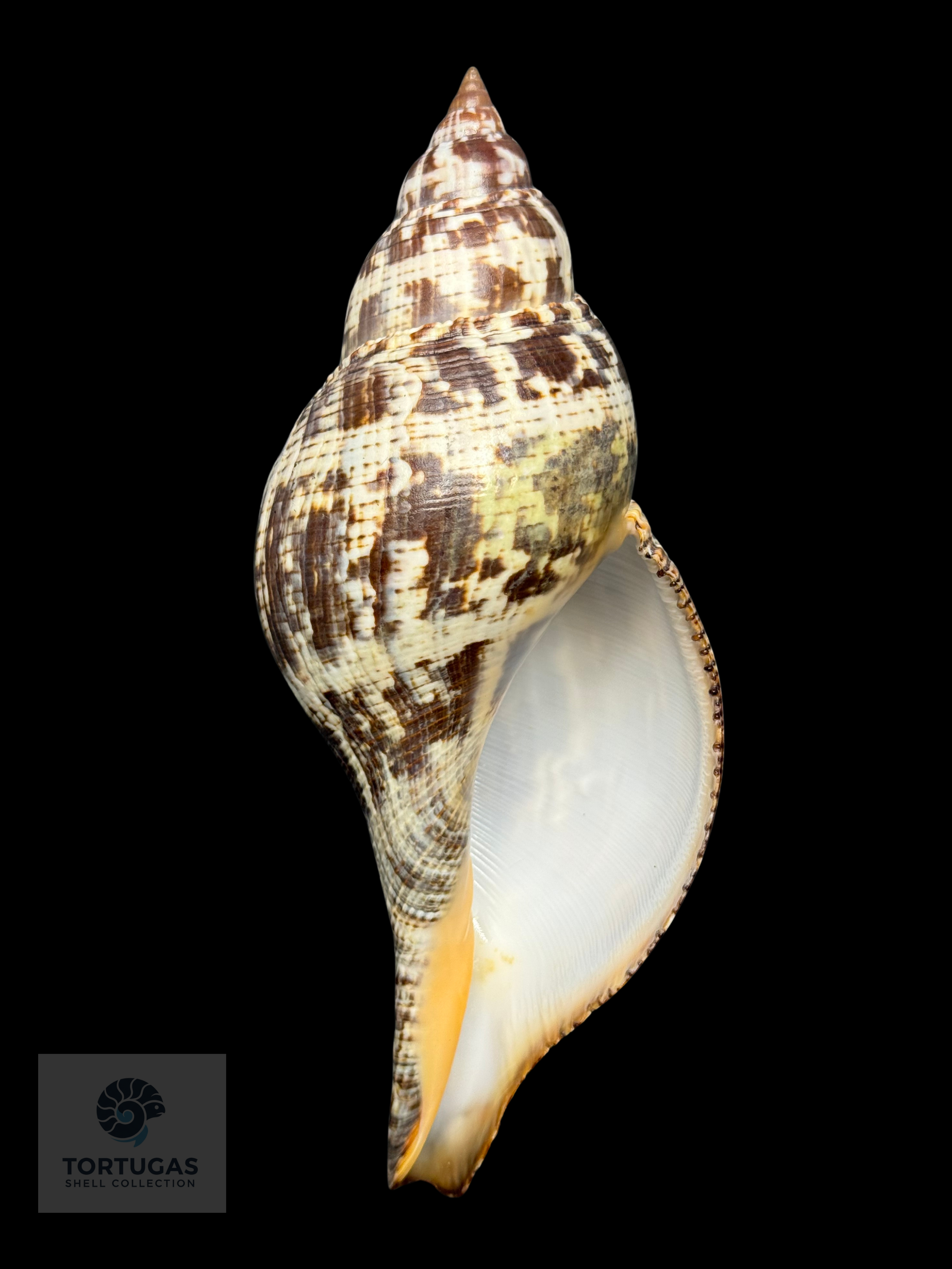 Fasciolaria tulipa (Linnaeus, 1758) – TSC #0820FAS-TSC
