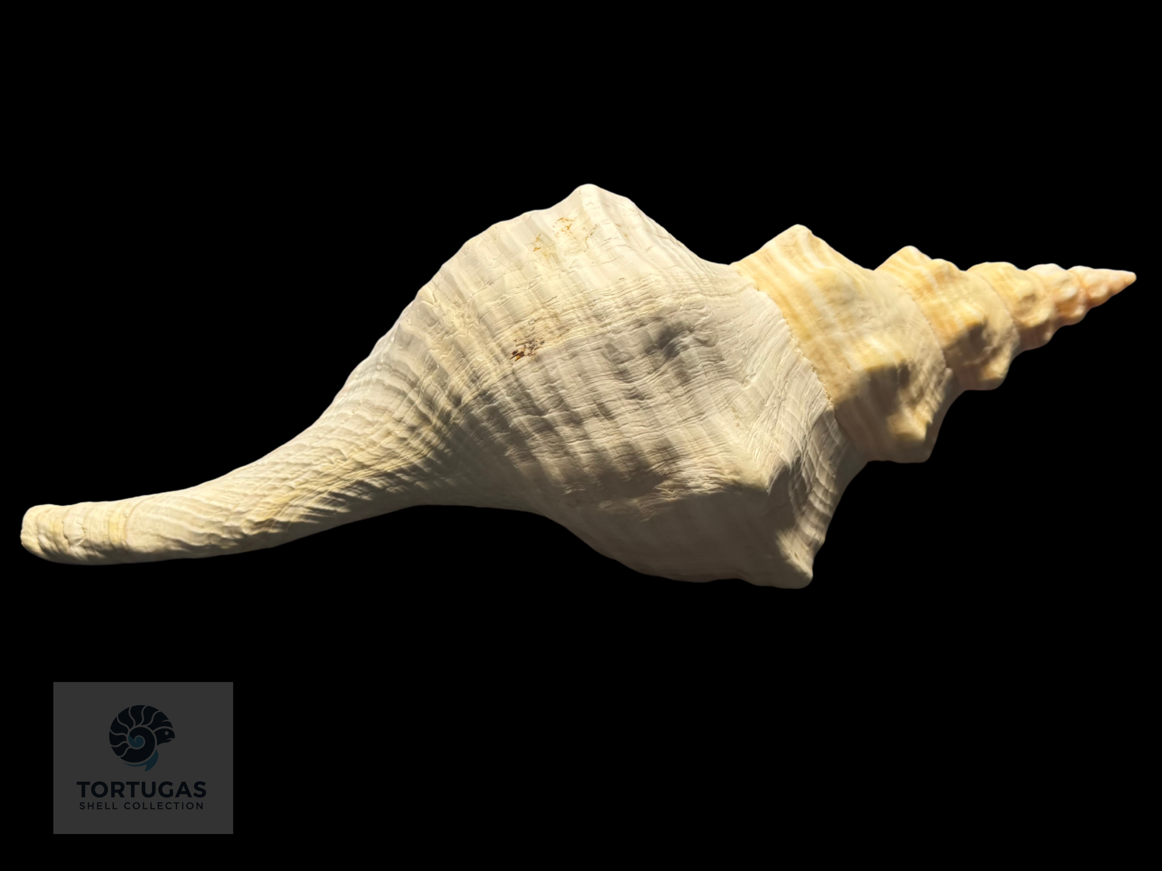 Triplofusus giganteus – Horse Conch – 17.24” (438 mm) – Operculum Included