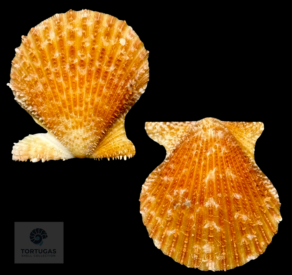 Lindapecten muscosus (W. Wood, 1828) – Matched Pair – 25.2 mm x 23.0 mm – TSC #0018PEC-TSC