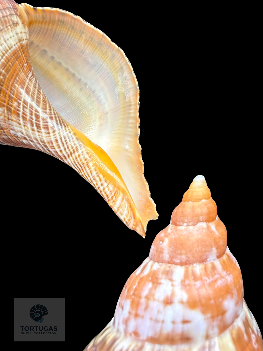 Fasciolaria bittneri Petuch & Berschauer, 2023 – 128.4 mm – Dry Tortugas