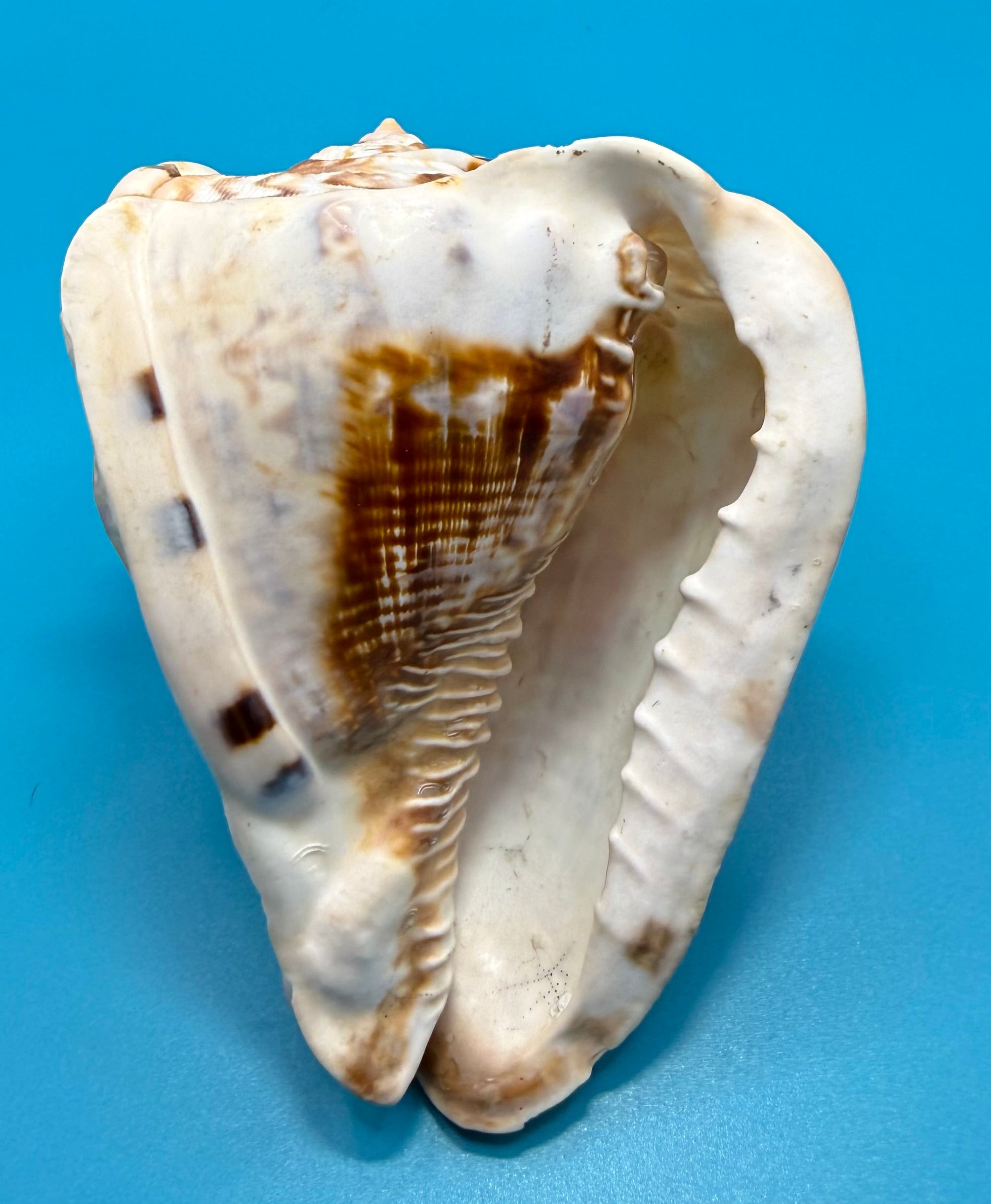 Cassis tuberosa 76.6mm – King Helmet – Dry Tortugas Trap Collected – Rivera Provenance