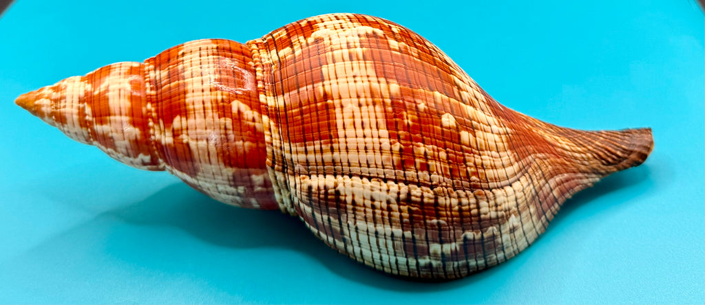 Fasciolaria riverai 206.3mm – Recently Described 2026 – Named After the Collector – Tortuga Terrace – Rivera Provenance