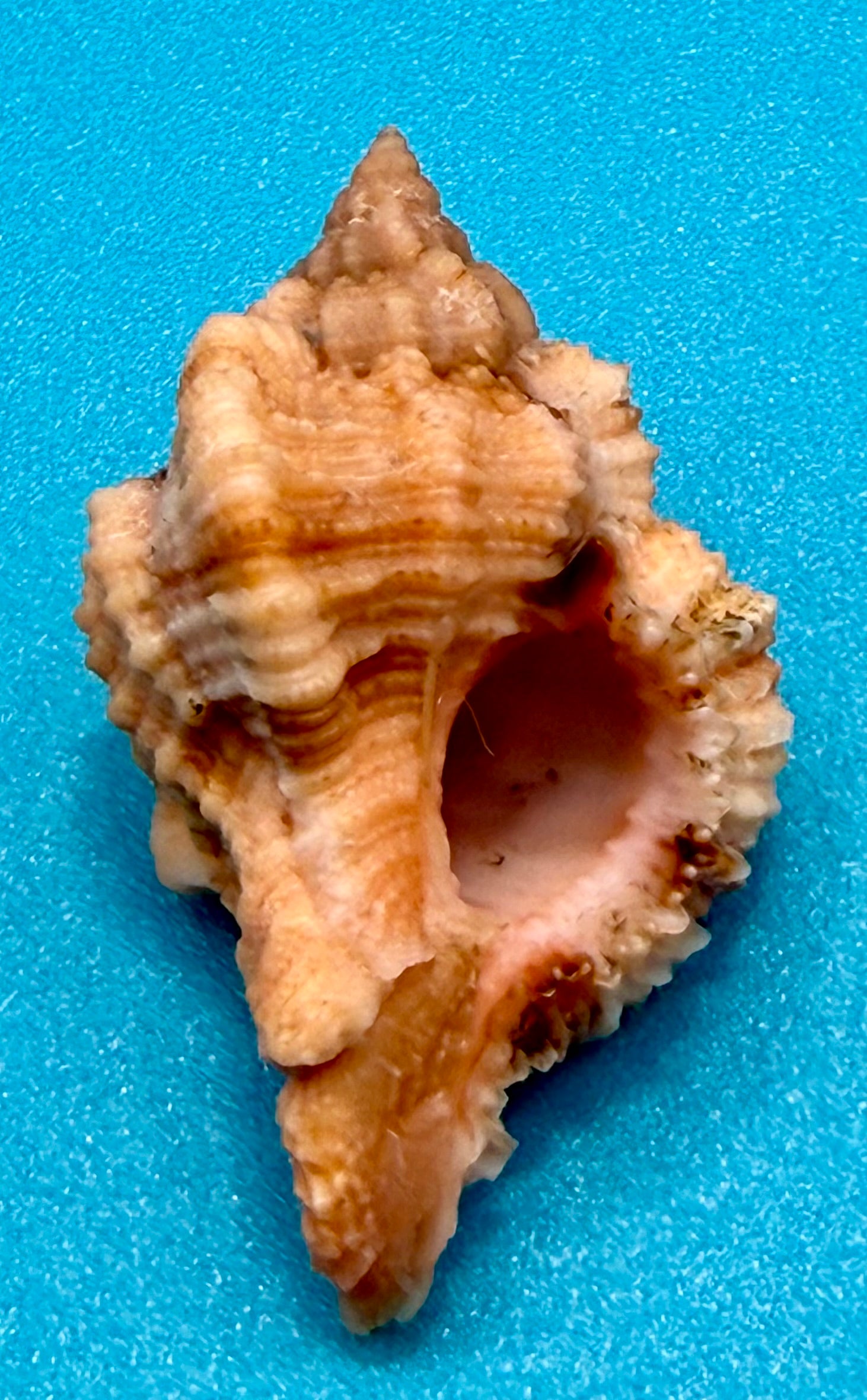 Phyllonotus whymani Petuch & Sargent, 2011 – 37.4mm - Dry Tortugas Deep Water - Tortugas Shell Collection