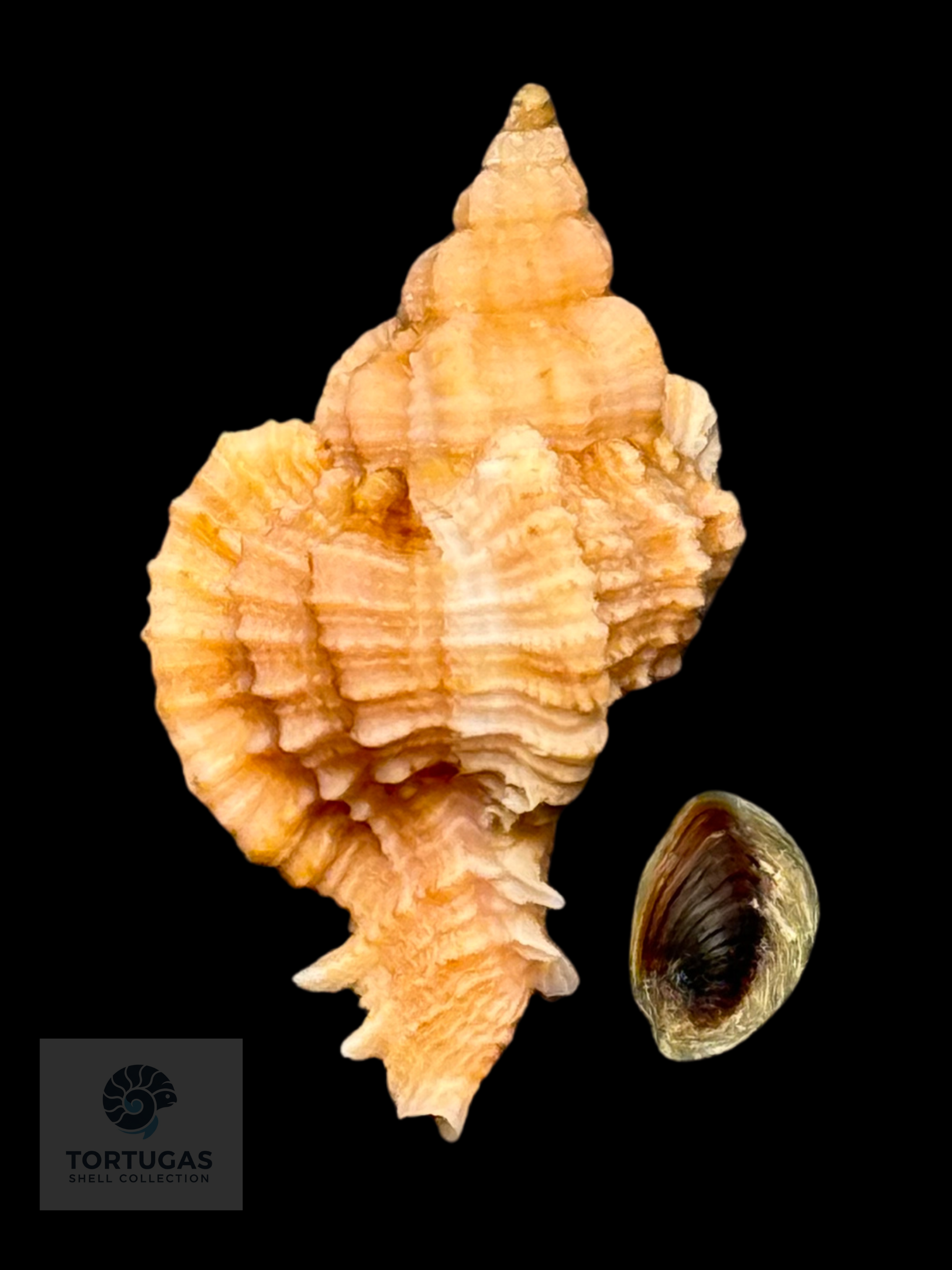 Phyllonotus whymani Petuch & Sargent, 2011 30.1mm w/o TSC