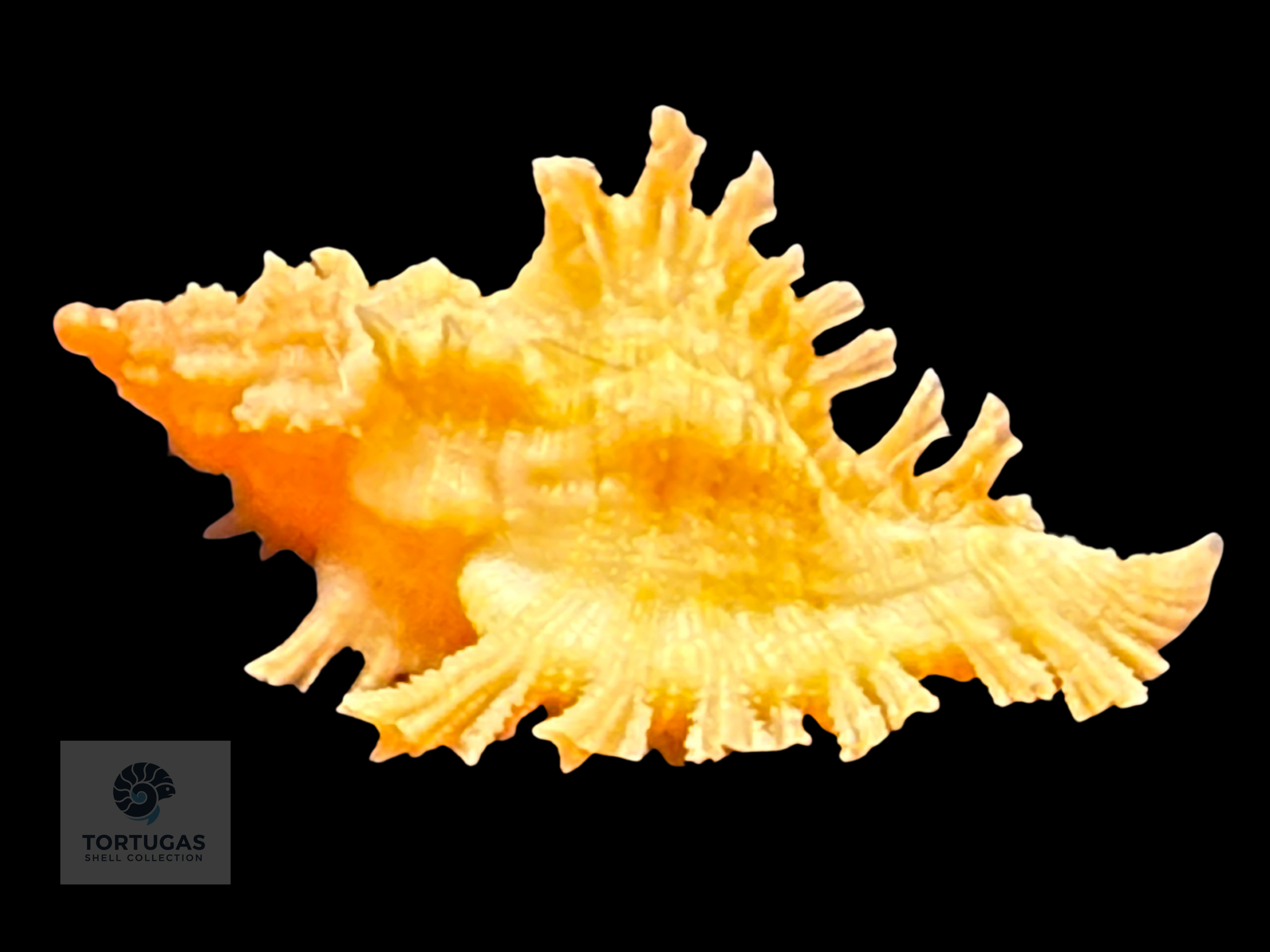 Chicoreus riverai Petuch & Berschauer, 2026 – 24.7 mm – TSC#0494MUR